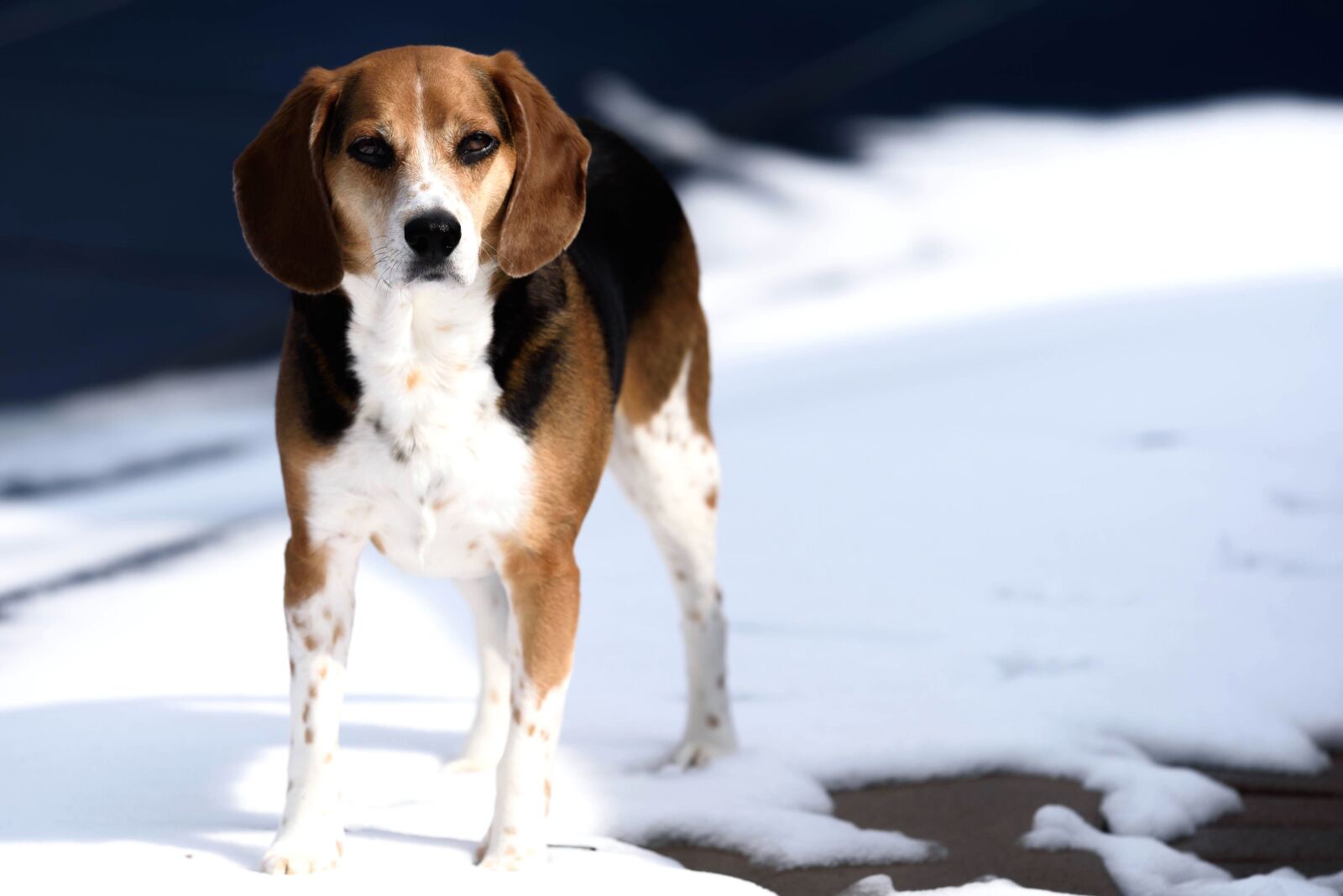 Nikon D750 sample photo. Puppy, snow, winter, cute photography