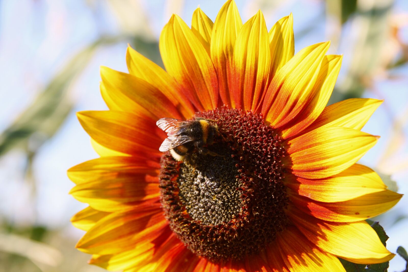 Canon EOS 40D sample photo. Sunflower, hummel, summer photography