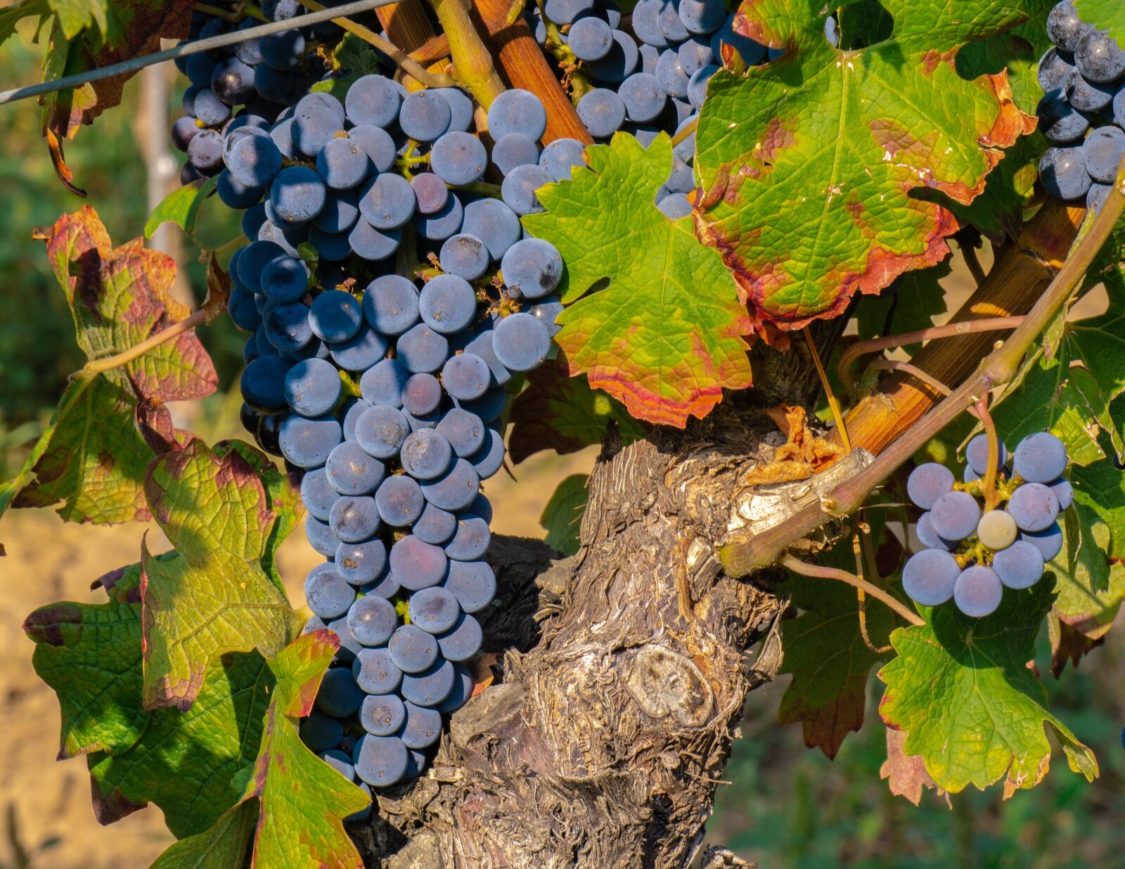 Panasonic DMC-G81 sample photo. Grapes, vine, grapevine photography