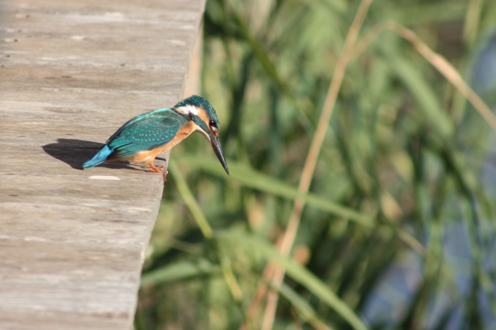 Canon EOS 450D (EOS Rebel XSi / EOS Kiss X2) sample photo. Kingfisher, birds, nature photography