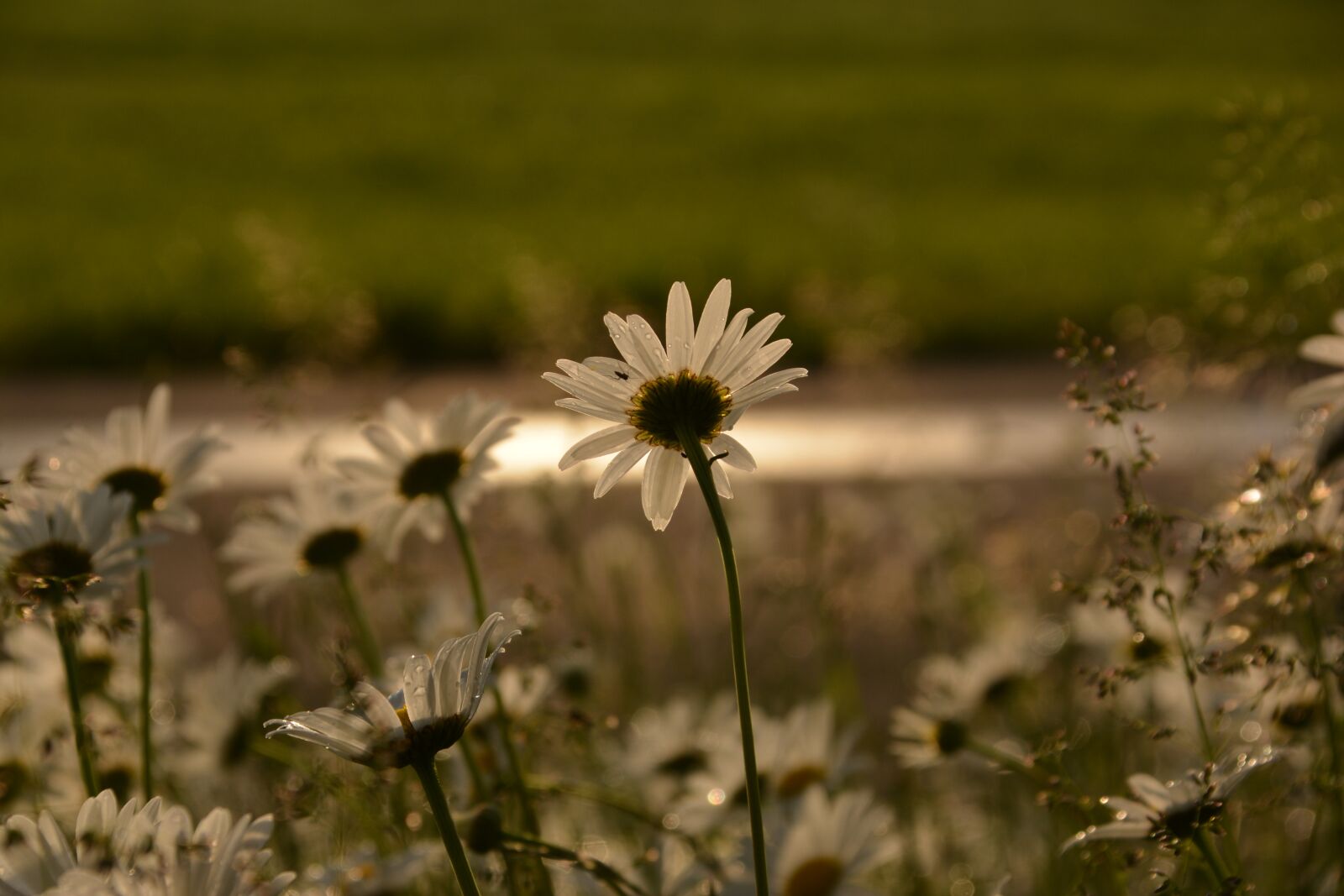 Nikon D5200 sample photo. Nature, flower, field photography