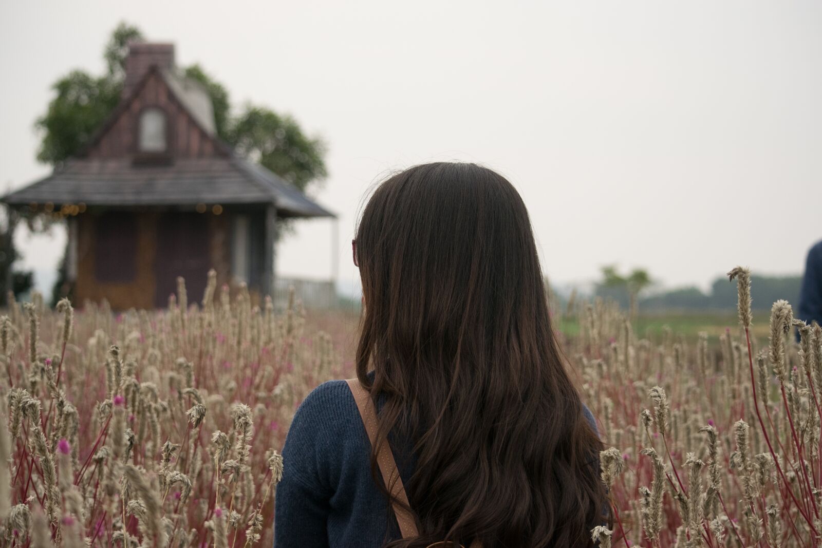 Nikon D3300 sample photo. The grassland, flower, beautiful photography