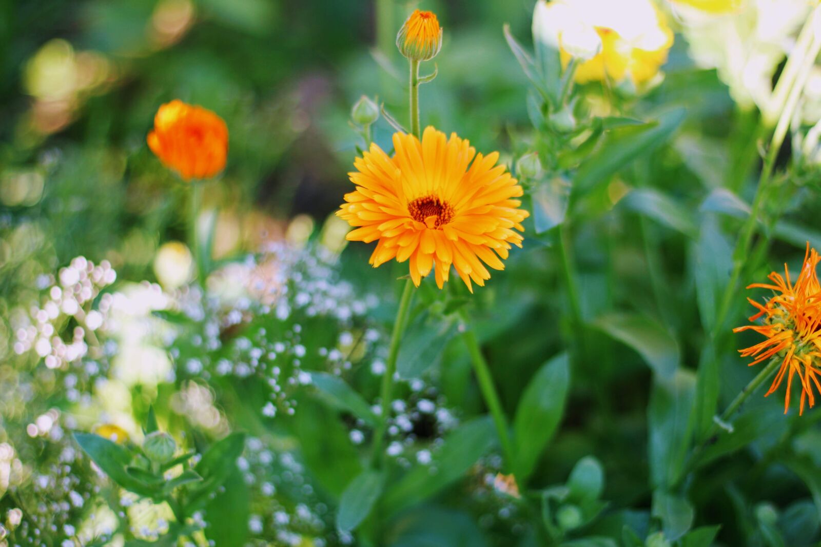 Canon EOS 700D (EOS Rebel T5i / EOS Kiss X7i) + Canon EF 50mm F1.8 STM sample photo. Calendula officinalis, garden, flower photography