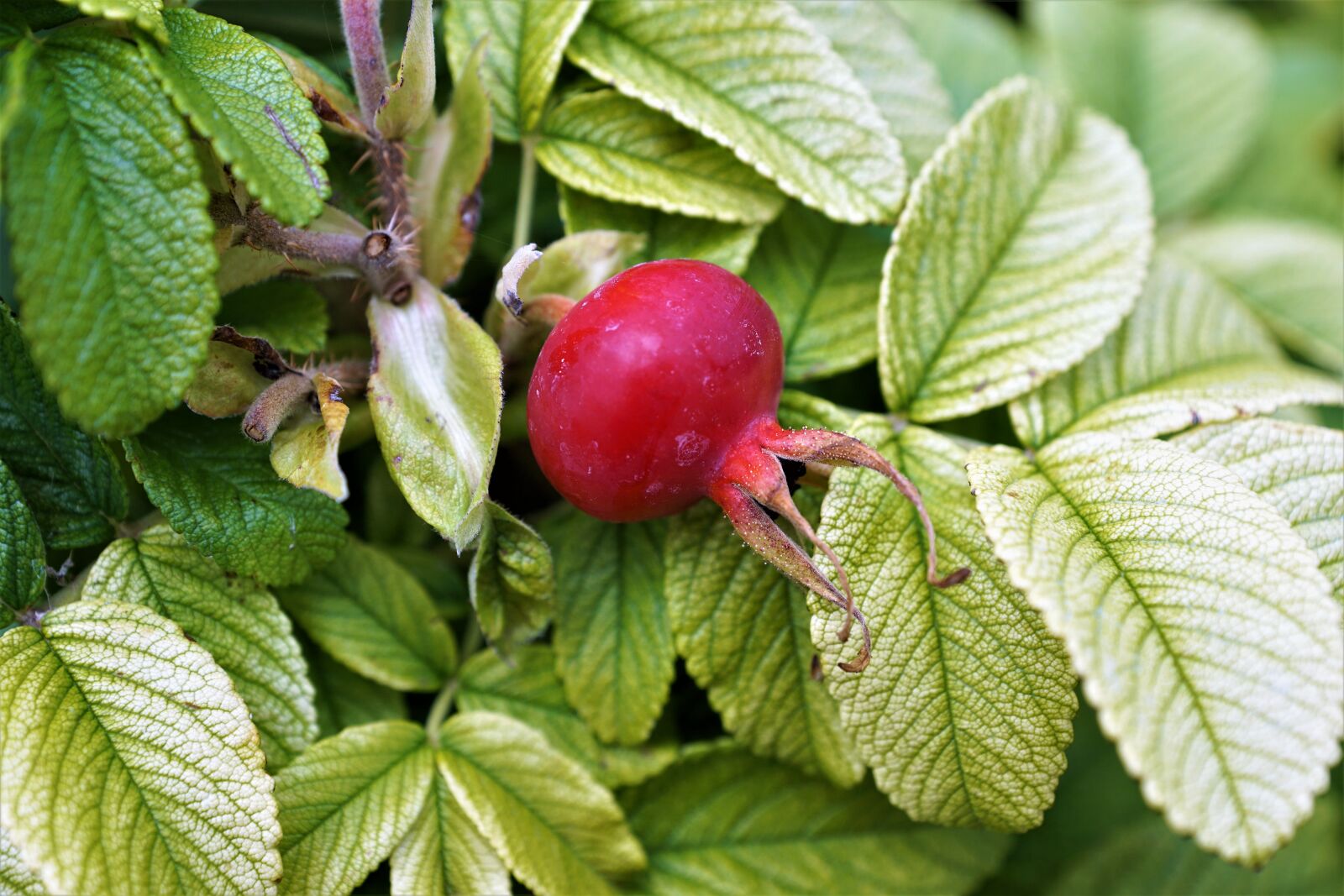 Sony ILCA-77M2 + Sony DT 16-50mm F2.8 SSM sample photo. Rose hip, fruit, red photography