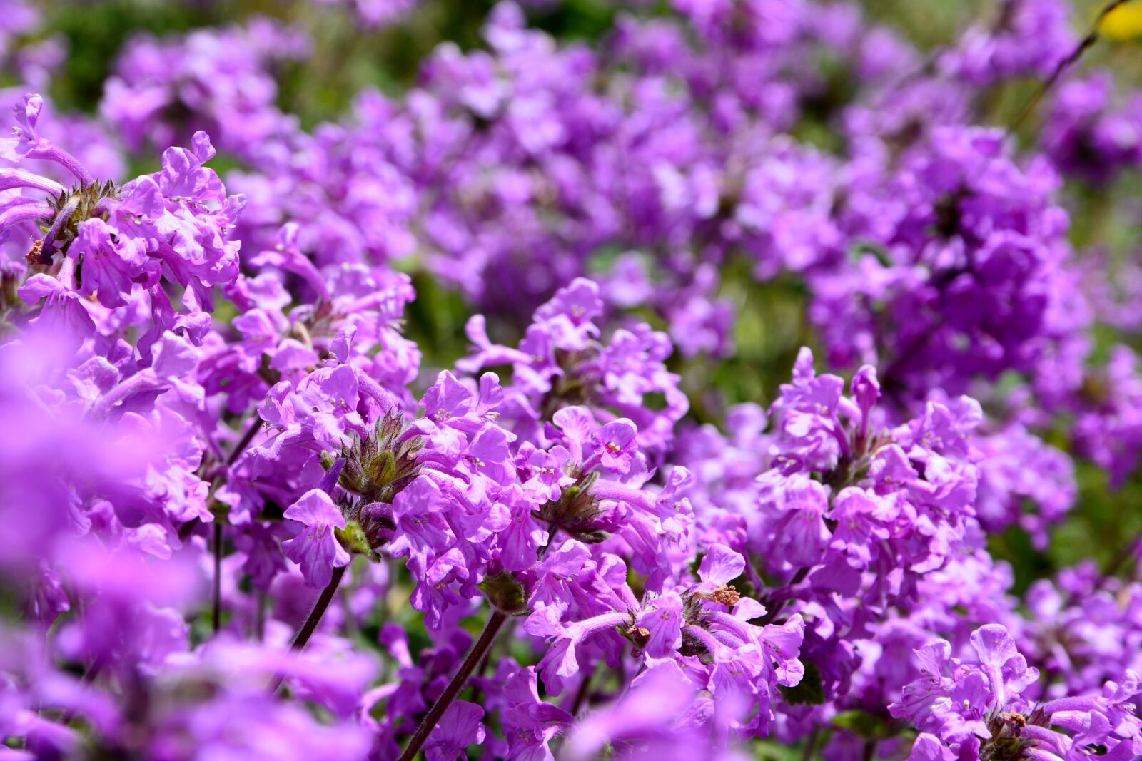 Nikon D7100 sample photo. Flower, nature, macro photography