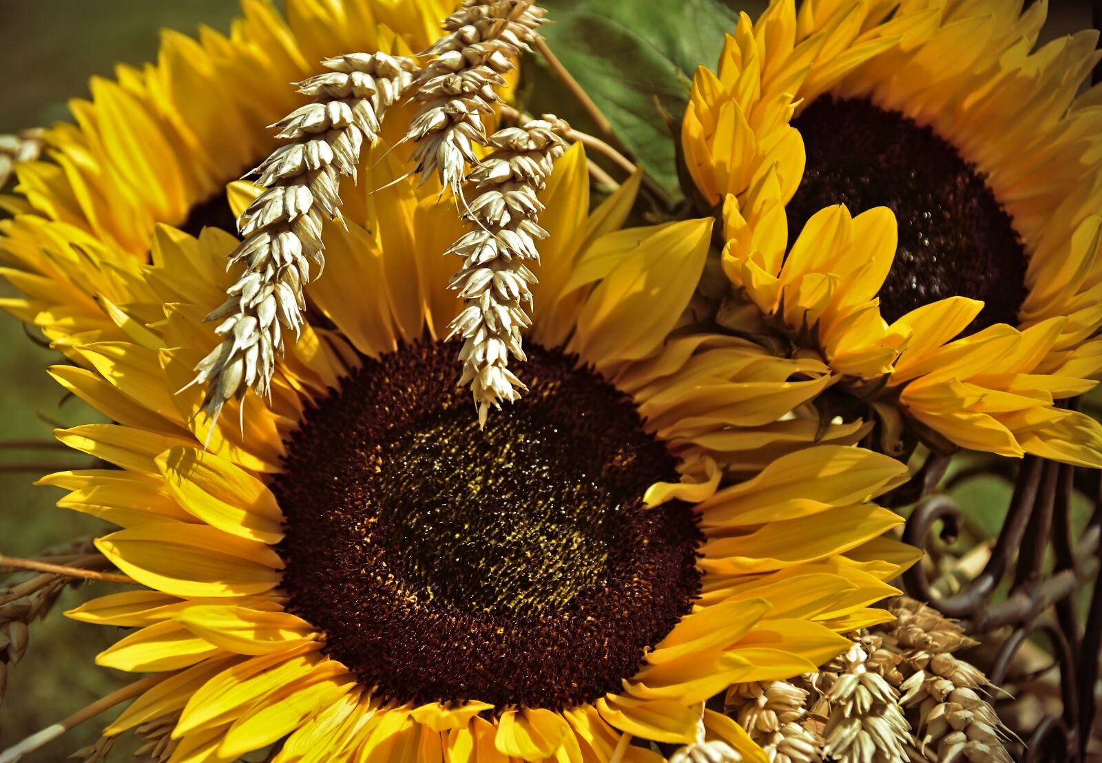 Nikon D5600 sample photo. Sunflower, flowers, wheat photography