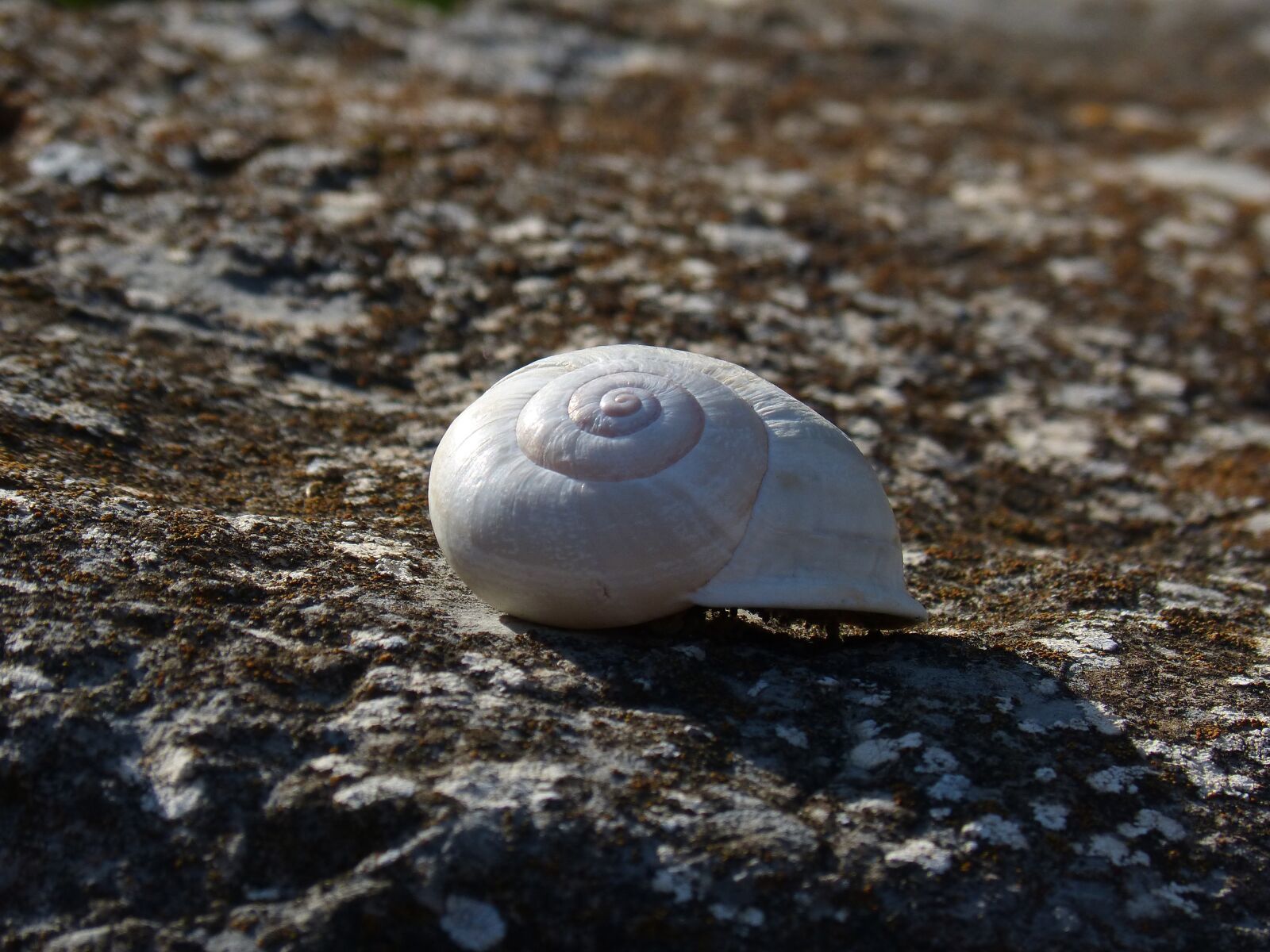 Panasonic DMC-FZ62 sample photo. Snail, spiral, stone photography