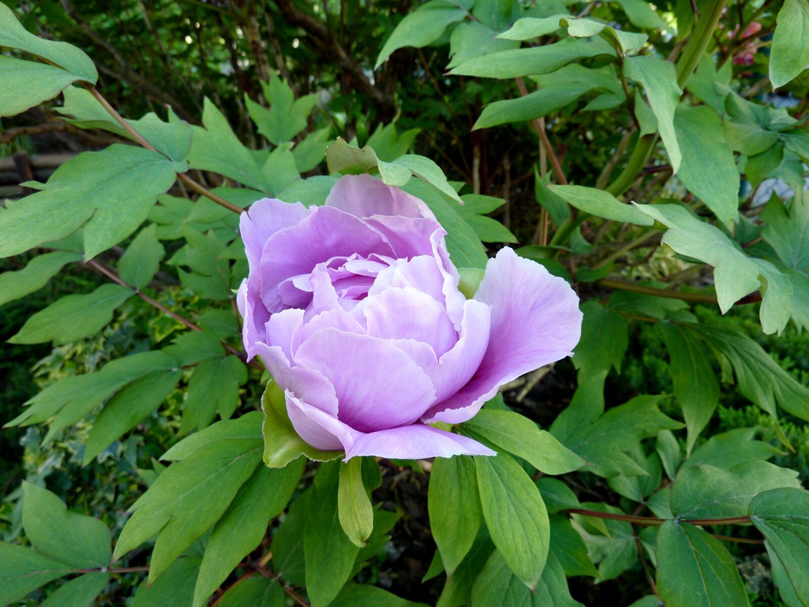 Panasonic DMC-TZ7 sample photo. Peony, bud, purple photography