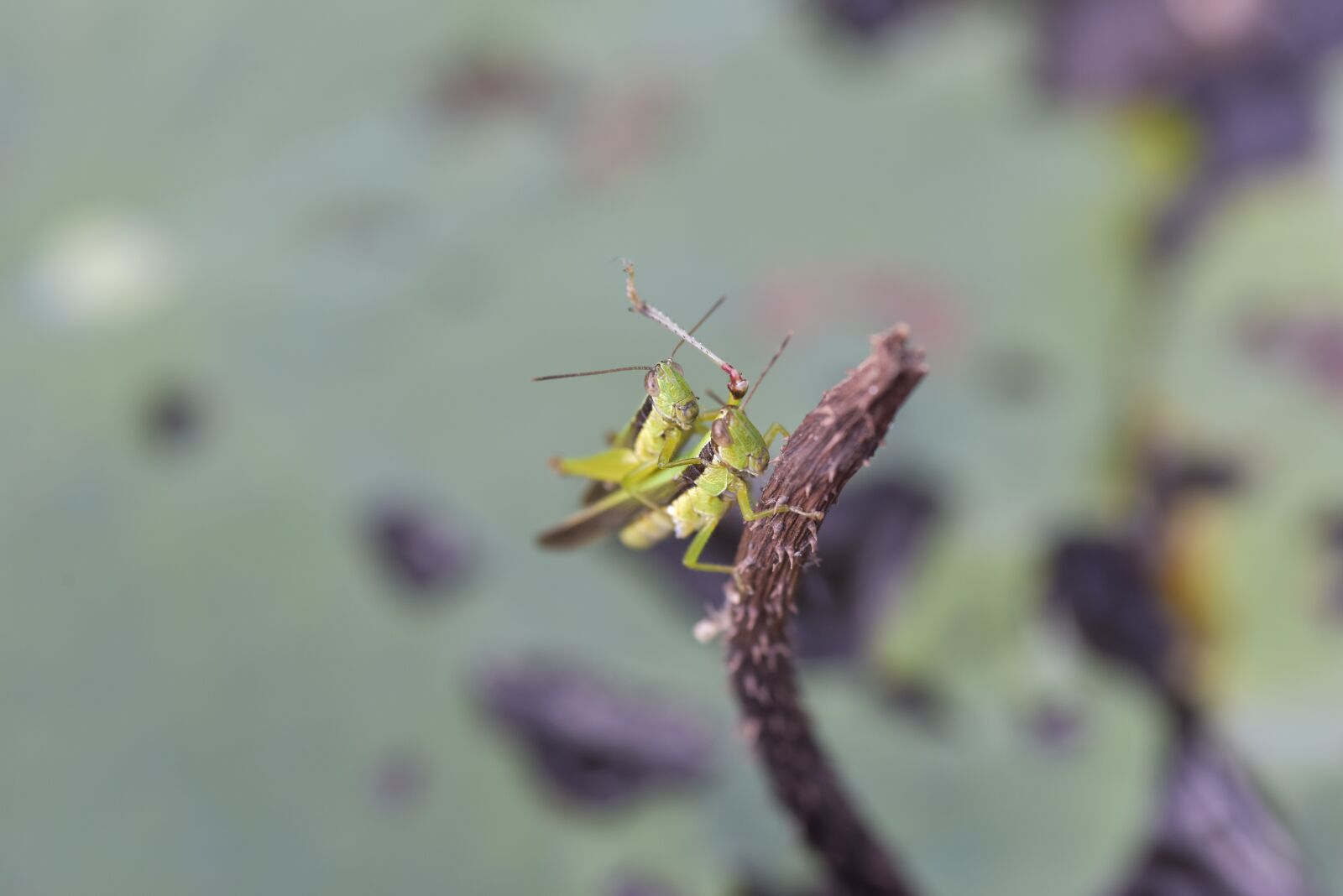Nikon D810 sample photo. Plant, insect, green photography