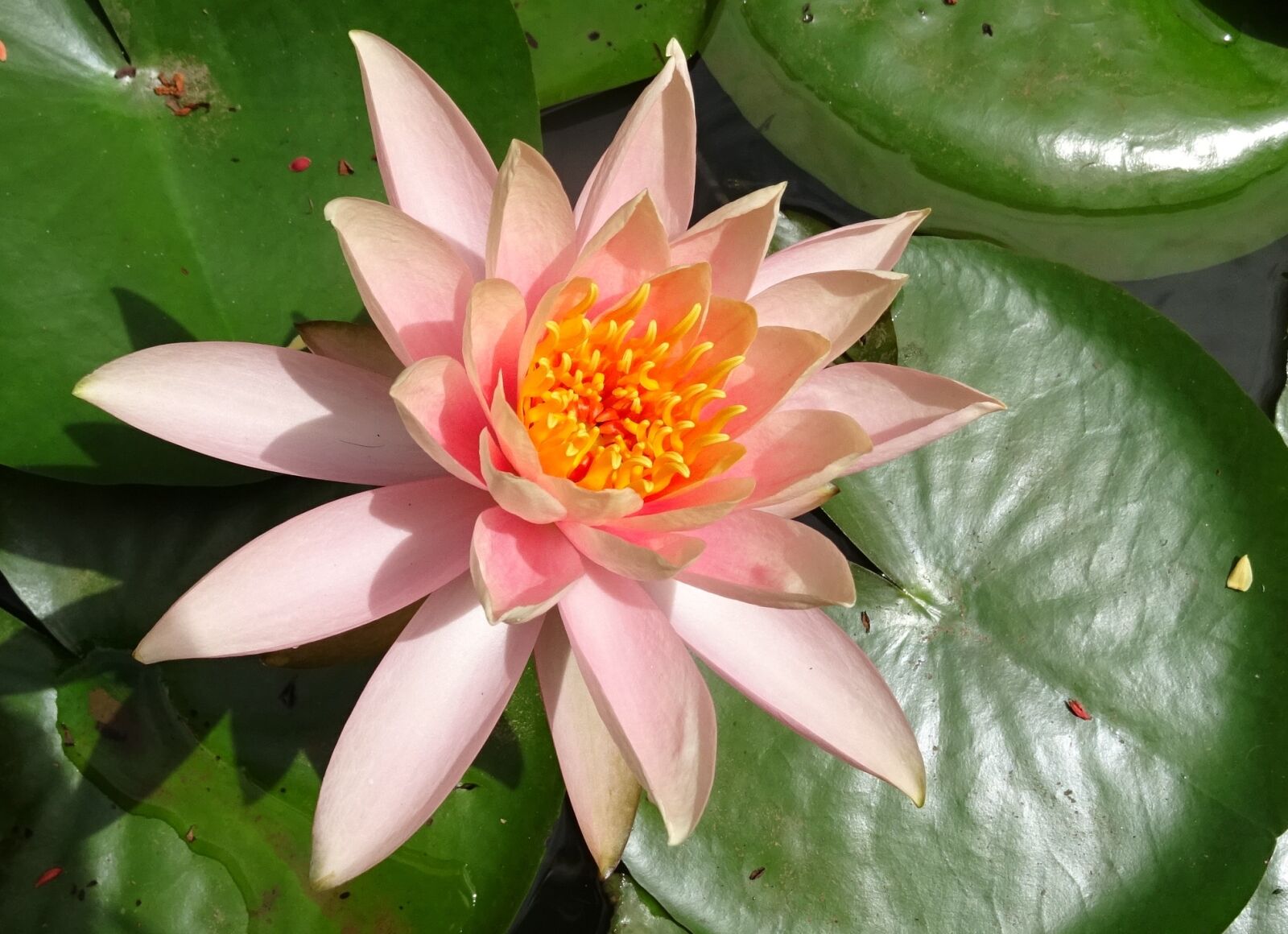 Sony DSC-HX60V sample photo. Flower, water lily, nymphaea photography