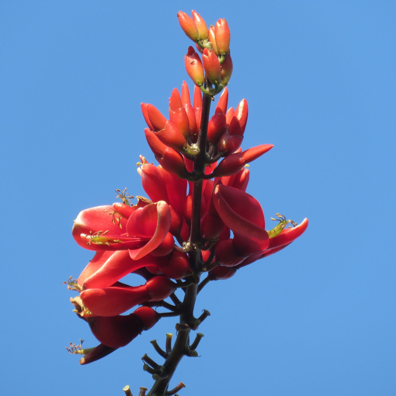 Canon PowerShot SX700 HS sample photo. Red, flower, blue photography
