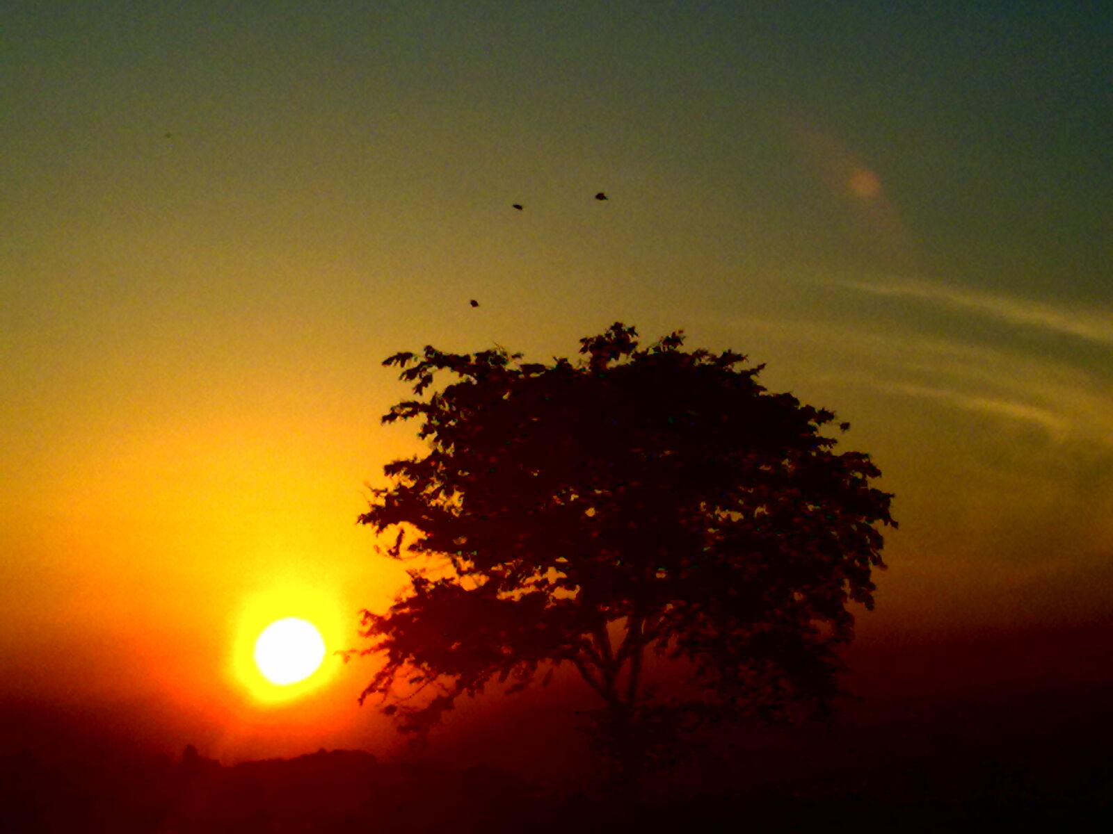 Nokia X6-00 sample photo. Nature, sun, sunset, tree photography