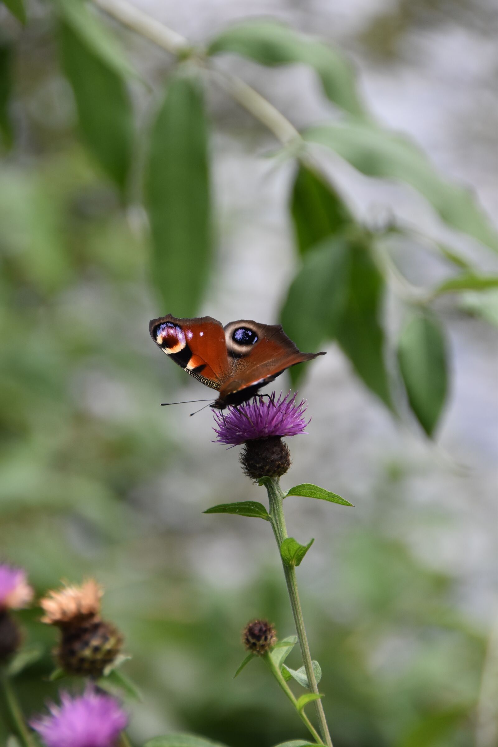 Nikon D5600 sample photo. Peacock butterfly, insect, butterflies photography