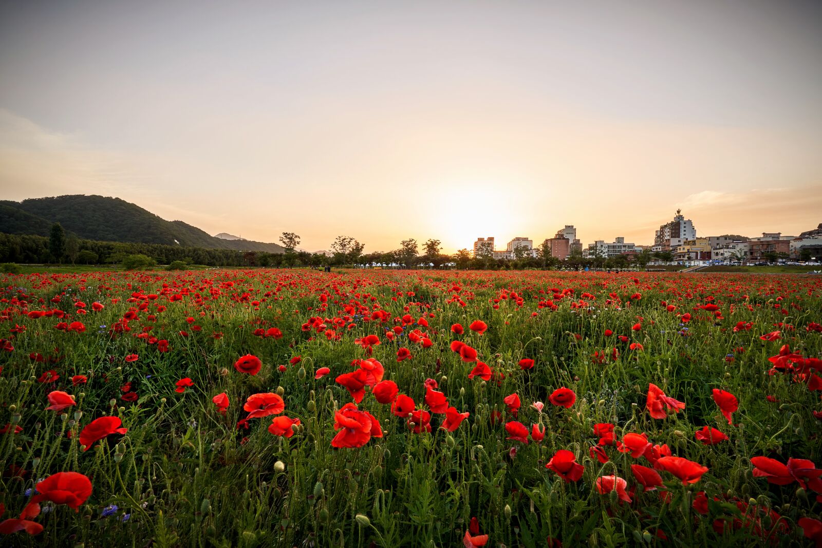 Sony a7R III sample photo. Poppy, flowers, plants photography