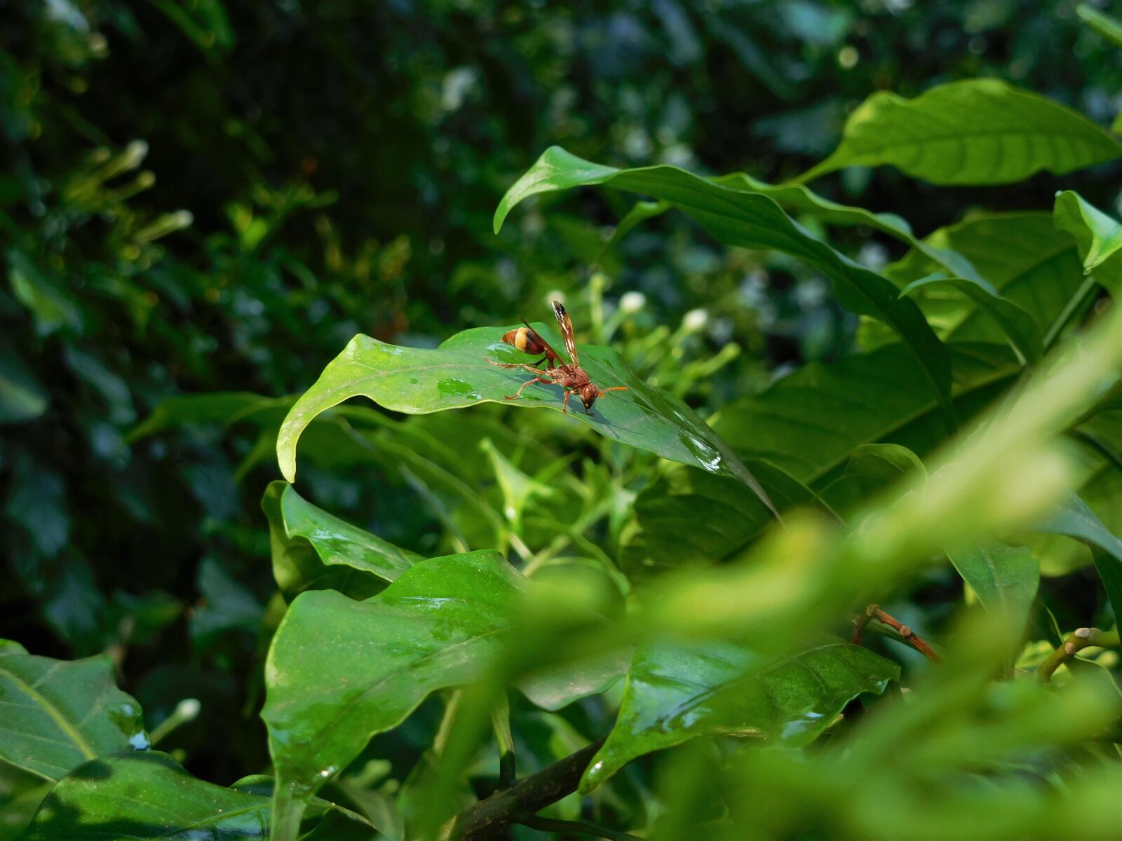 Nikon Coolpix S7000 sample photo. Bee, green, insect photography