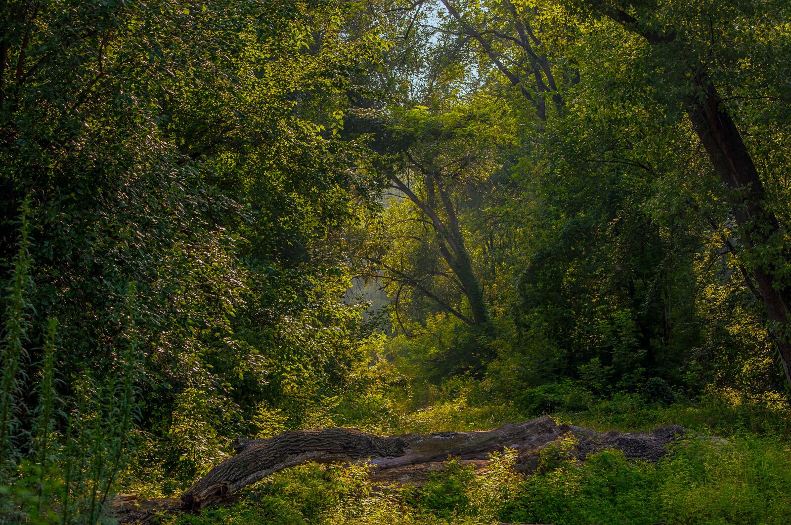 Nikon D90 sample photo. Landscape, balance beam, forest photography