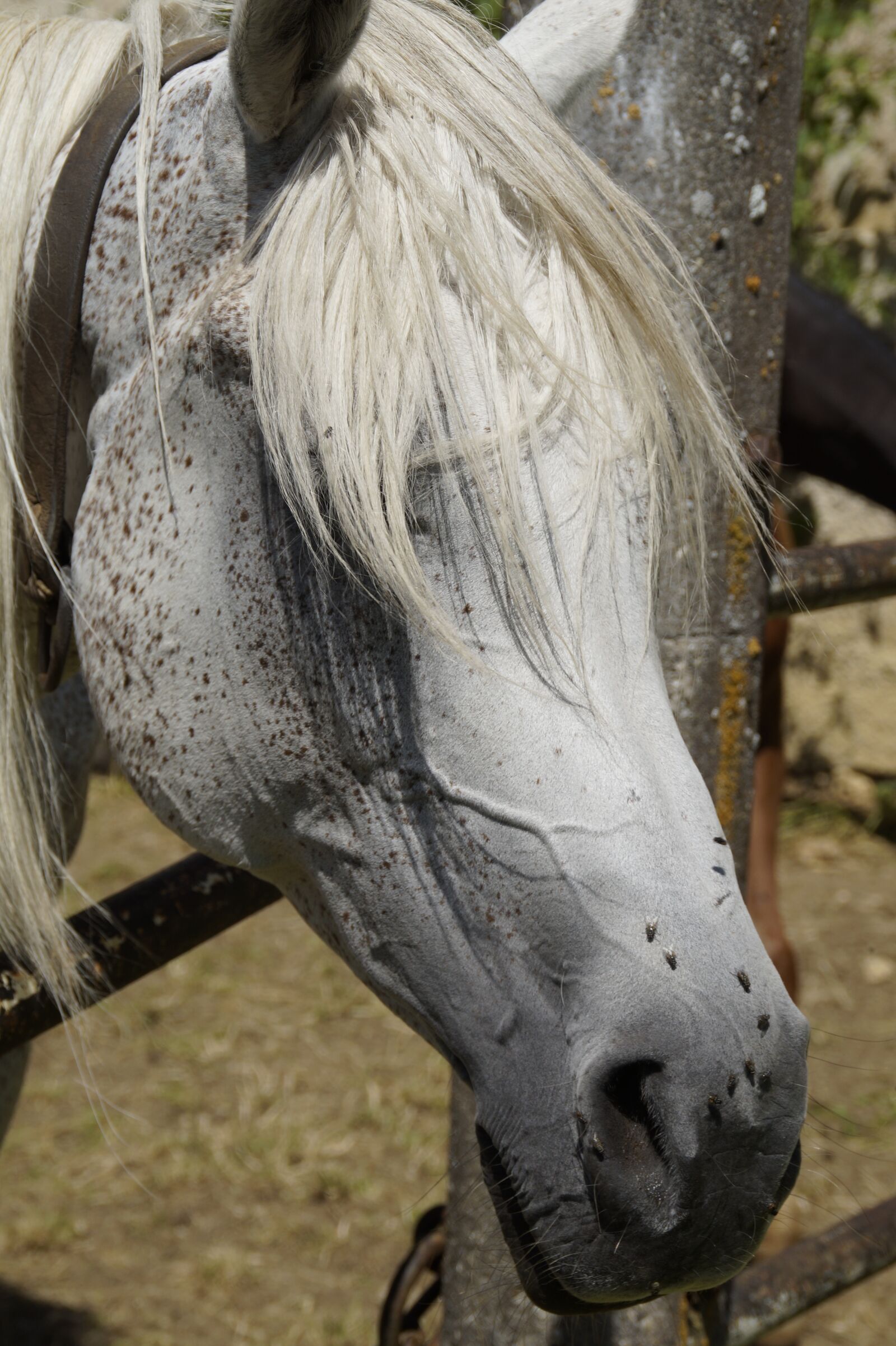 Sony SLT-A58 sample photo. Horse head, summer, fly photography