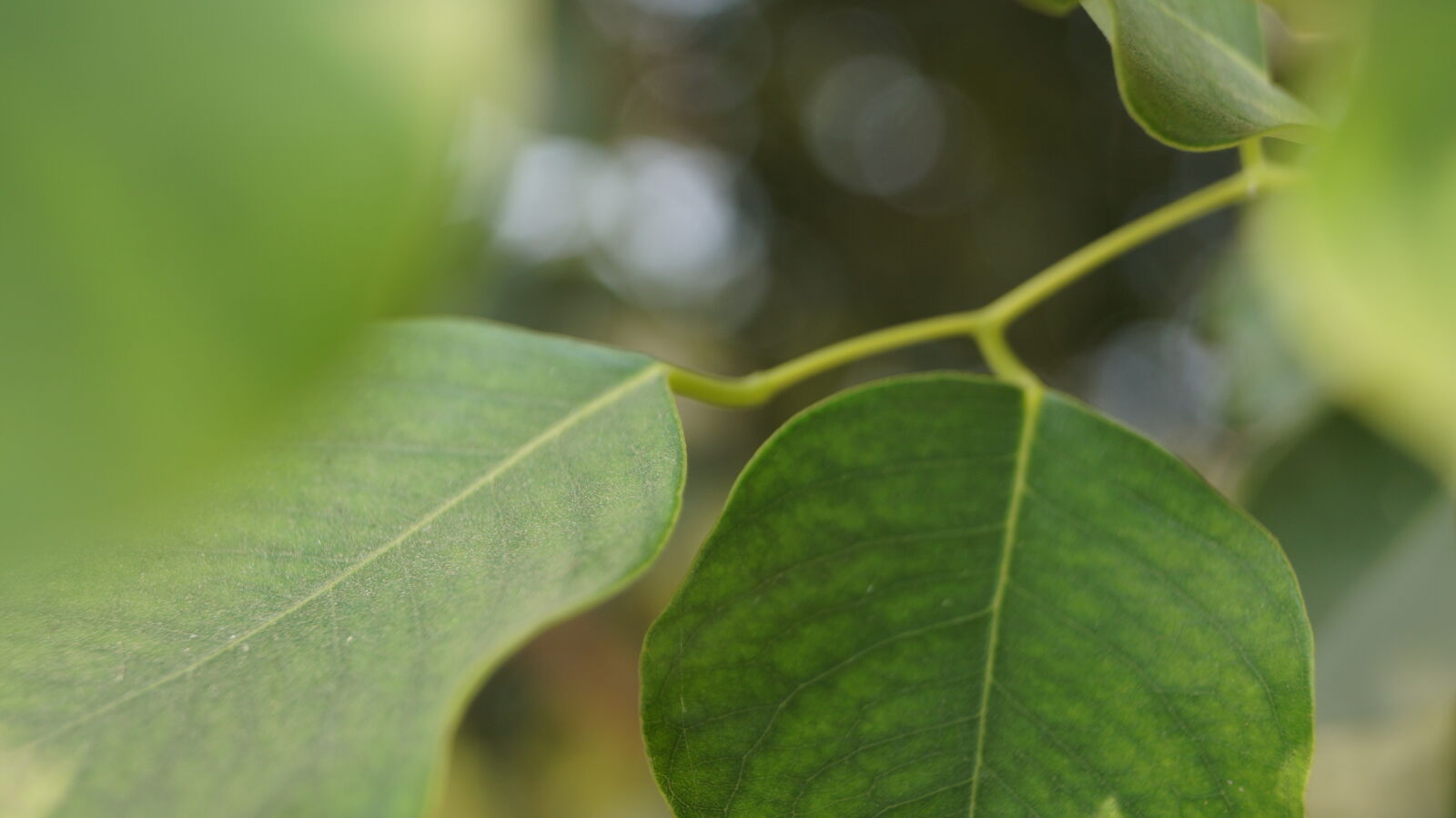 Sony SLT-A58 sample photo. Nature, leaf, tree photography