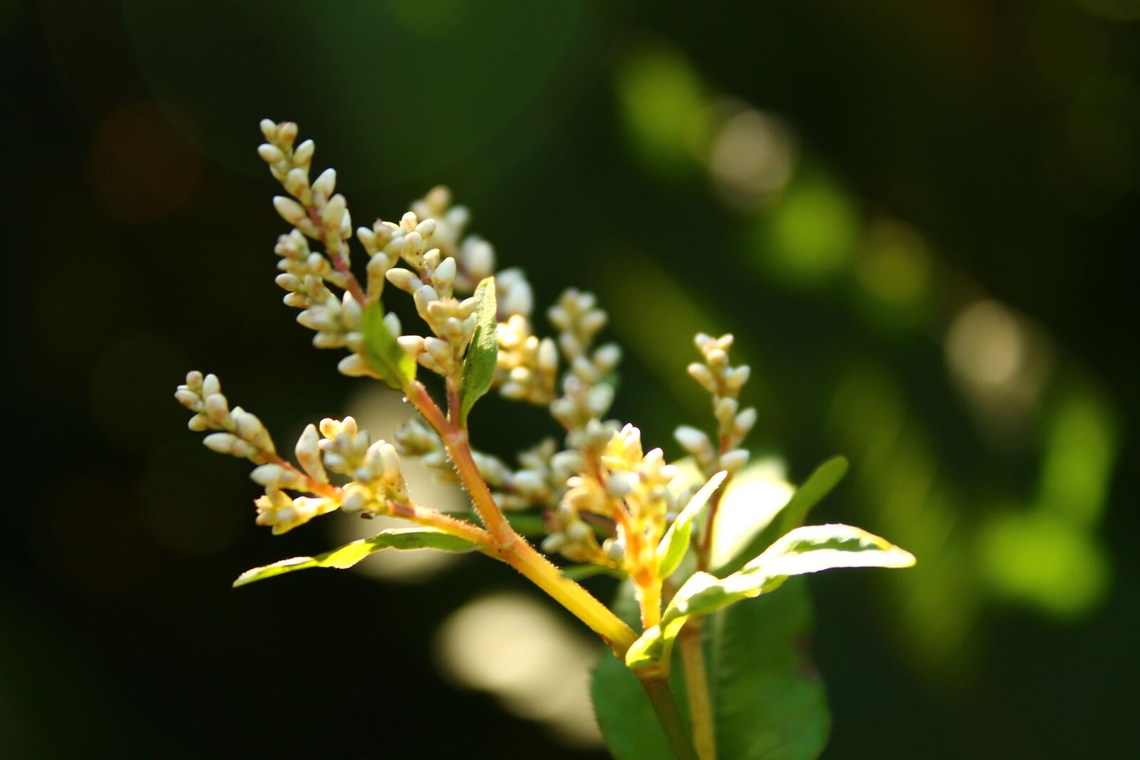 Canon EOS 1100D (EOS Rebel T3 / EOS Kiss X50) sample photo. Wild flower, nature, plant photography