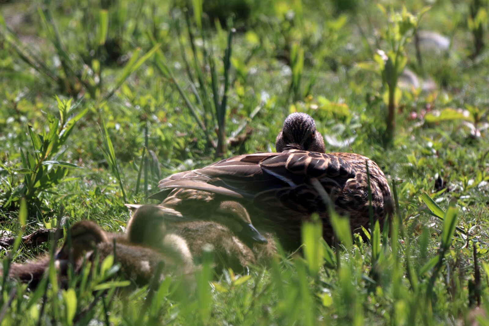 150-600mm F5-6.3 DG OS HSM | Contemporary 015 sample photo. Bird, nature, animal photography