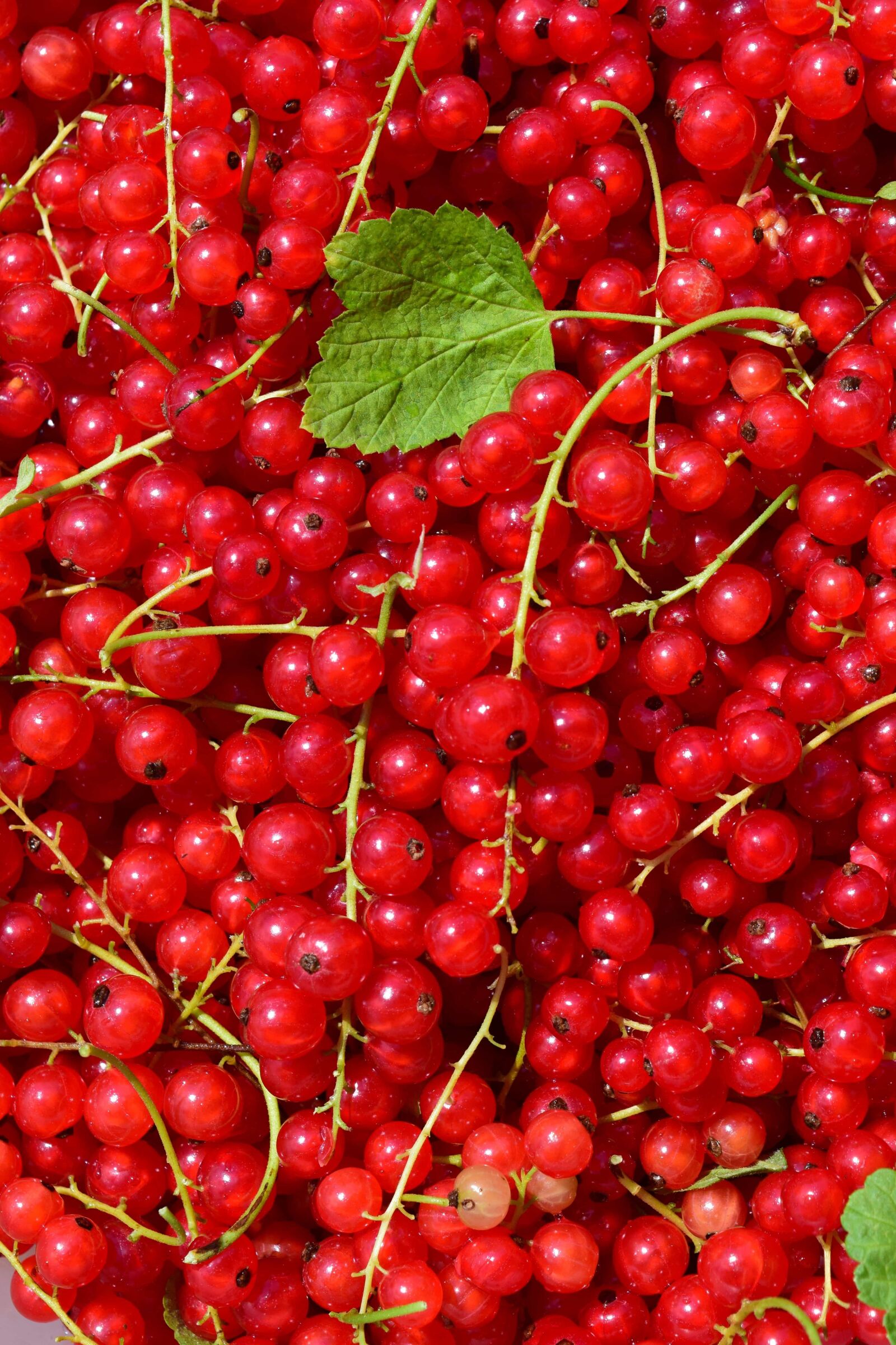 Nikon D3300 sample photo. Berry, fruit, diet, sweet photography