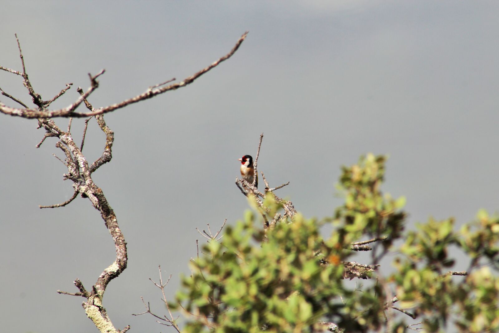 Canon EOS 1200D (EOS Rebel T5 / EOS Kiss X70 / EOS Hi) sample photo. River, bird, goldfinch photography