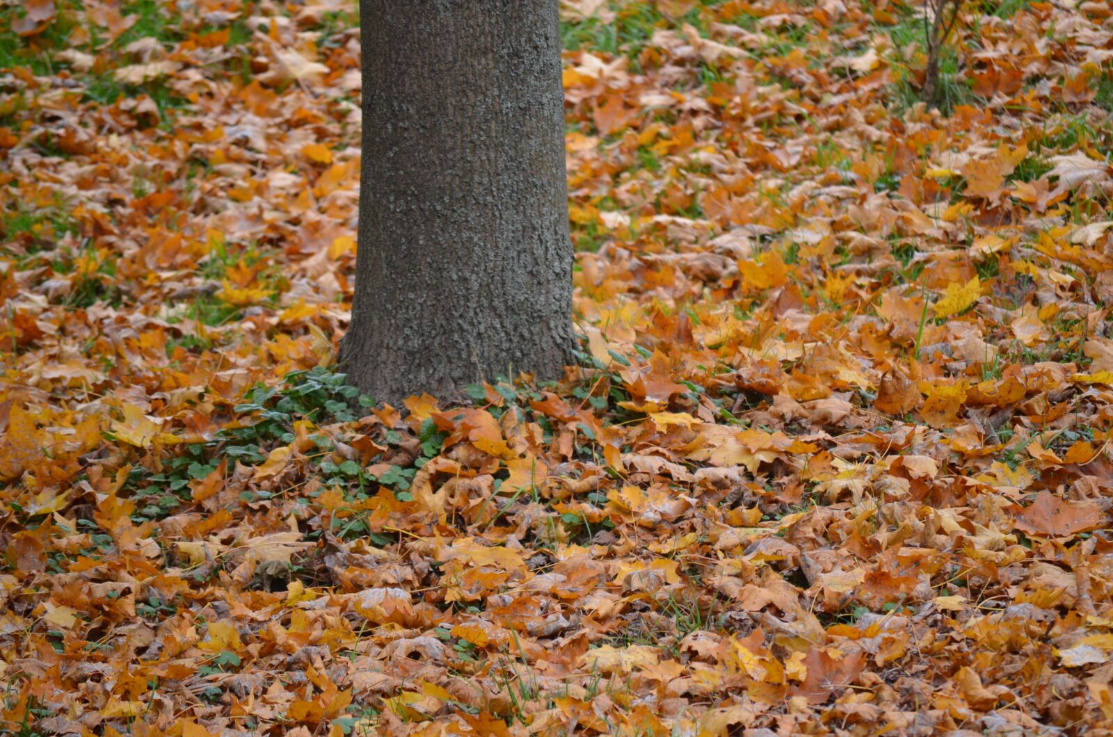 Nikon D5100 sample photo. Tree, leaves, nature photography