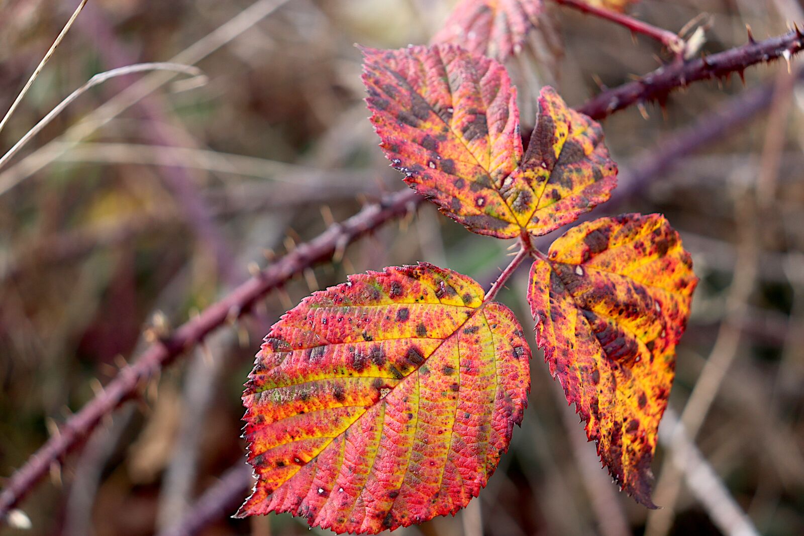 Canon EOS 800D (EOS Rebel T7i / EOS Kiss X9i) sample photo. Autumn leaves, fall colors photography