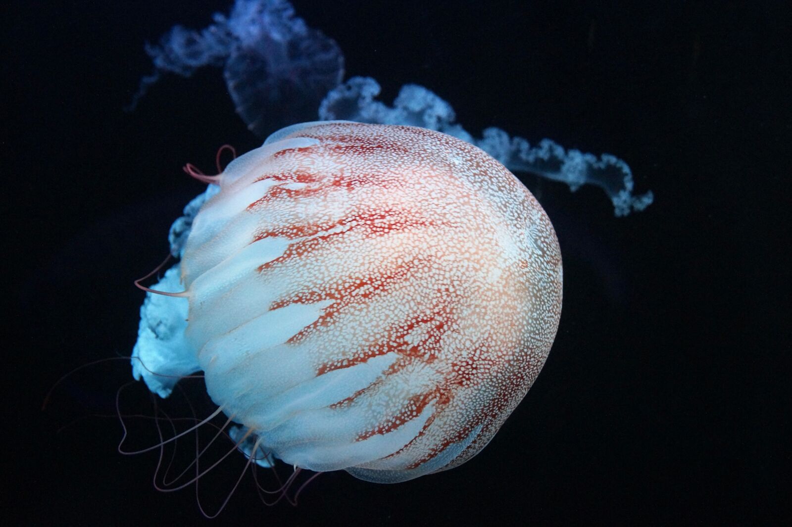 Sony SLT-A58 sample photo. Jellyfish, marine, creature photography