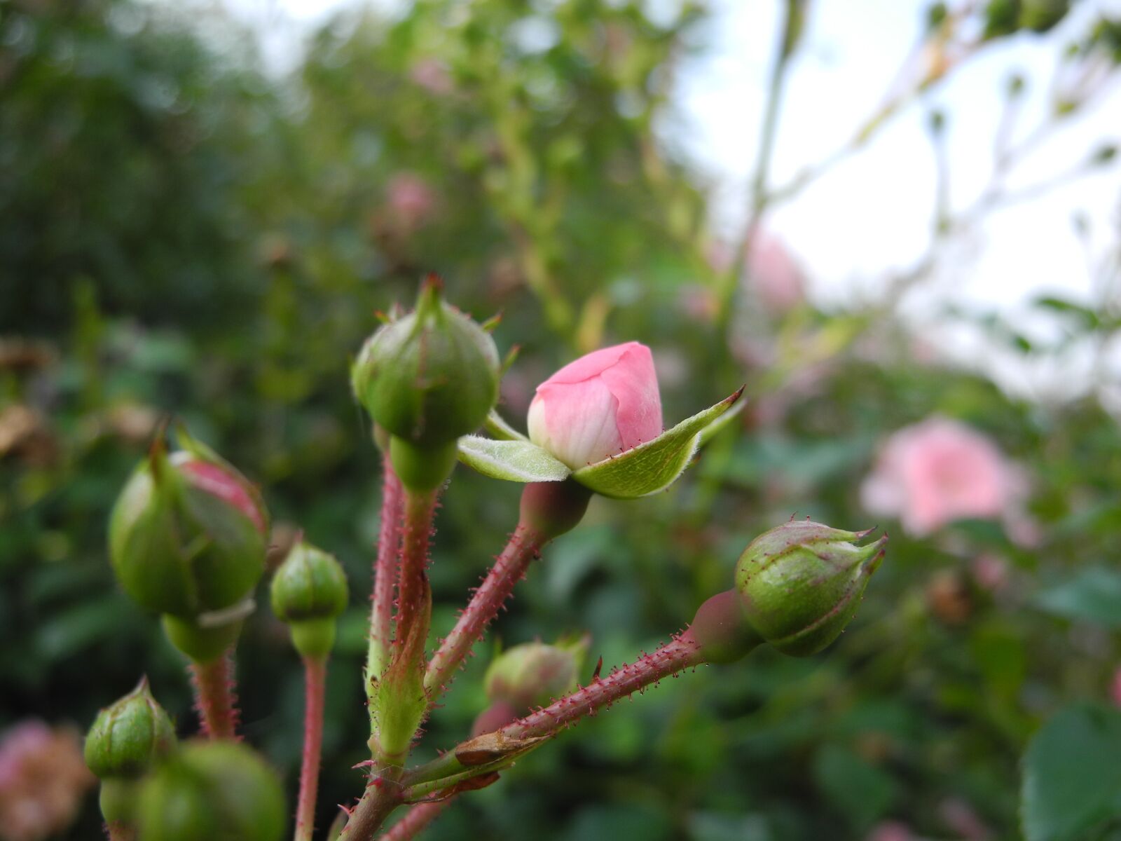 Nikon Coolpix P7000 sample photo. Flowers, rosebuds, pink photography