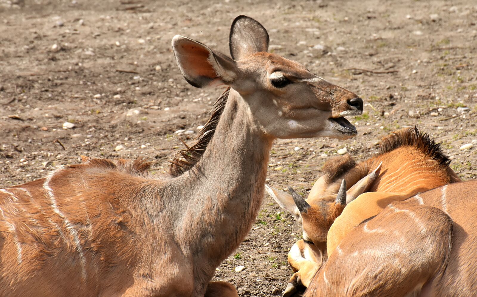 Nikon D7200 sample photo. Common eland, wild animal photography