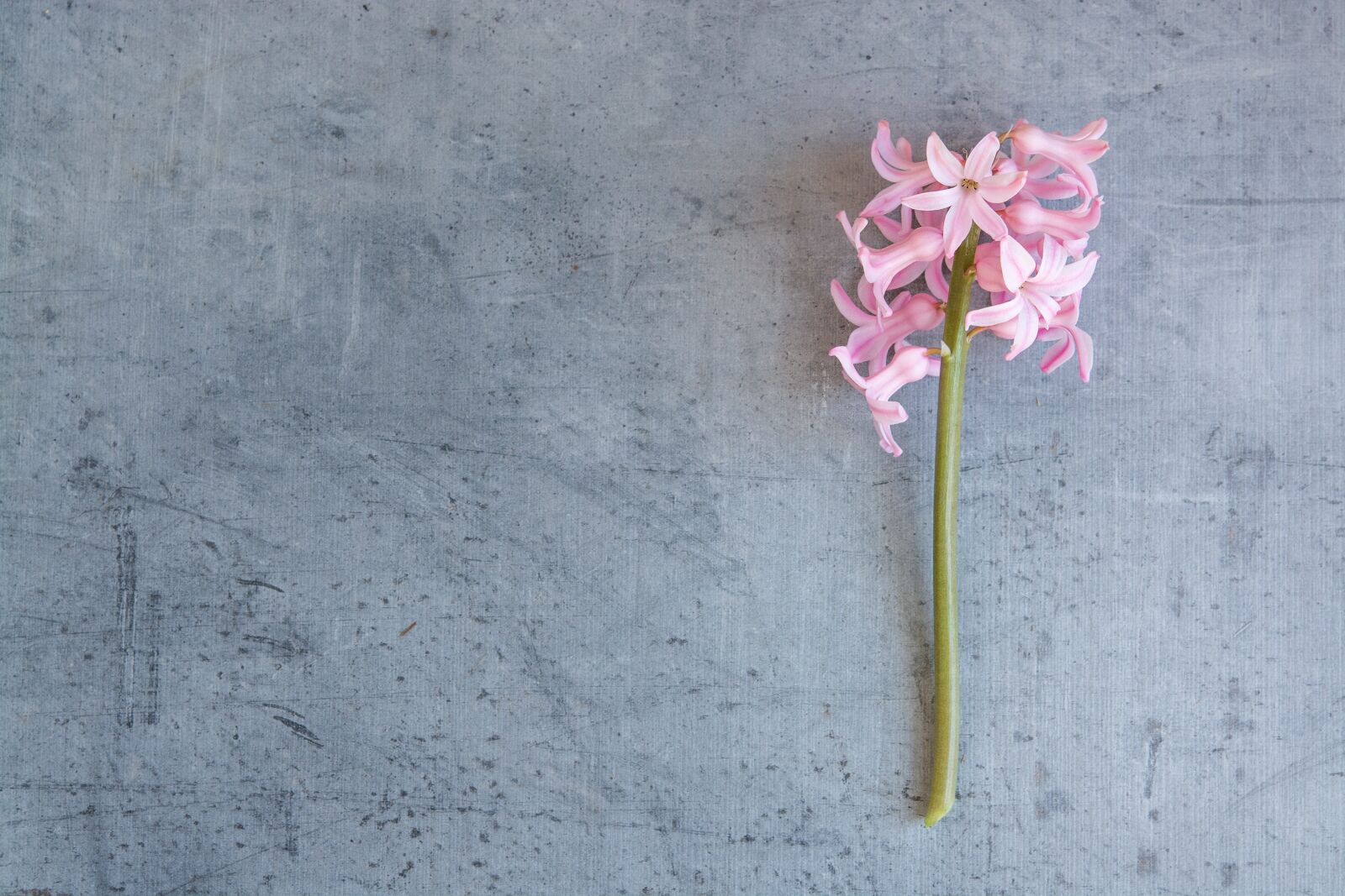 Nikon D7100 sample photo. Hyacinth, flower, pink photography