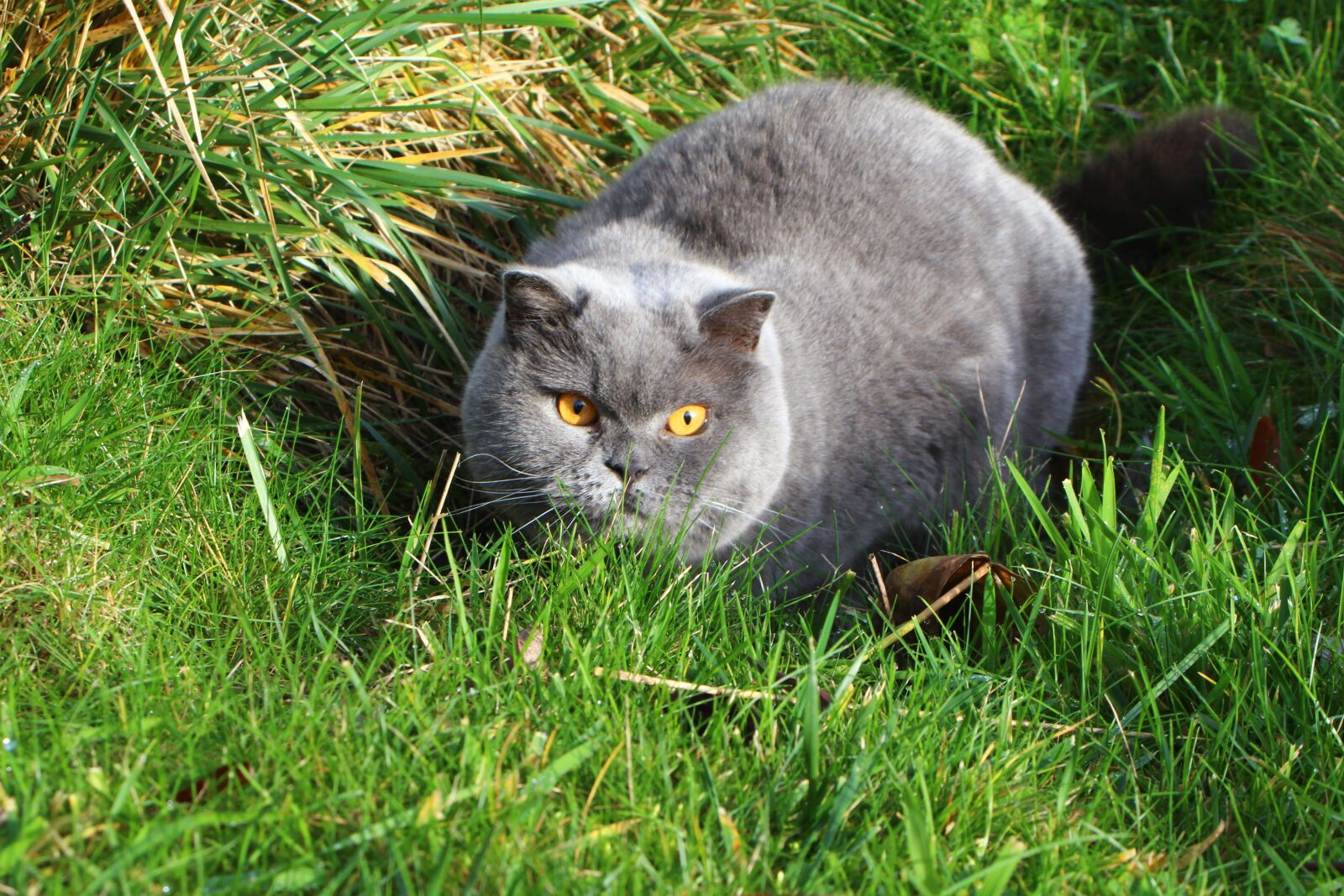 Canon EF 28-80mm f/3.5-5.6 sample photo. Cat, hunting, garden photography