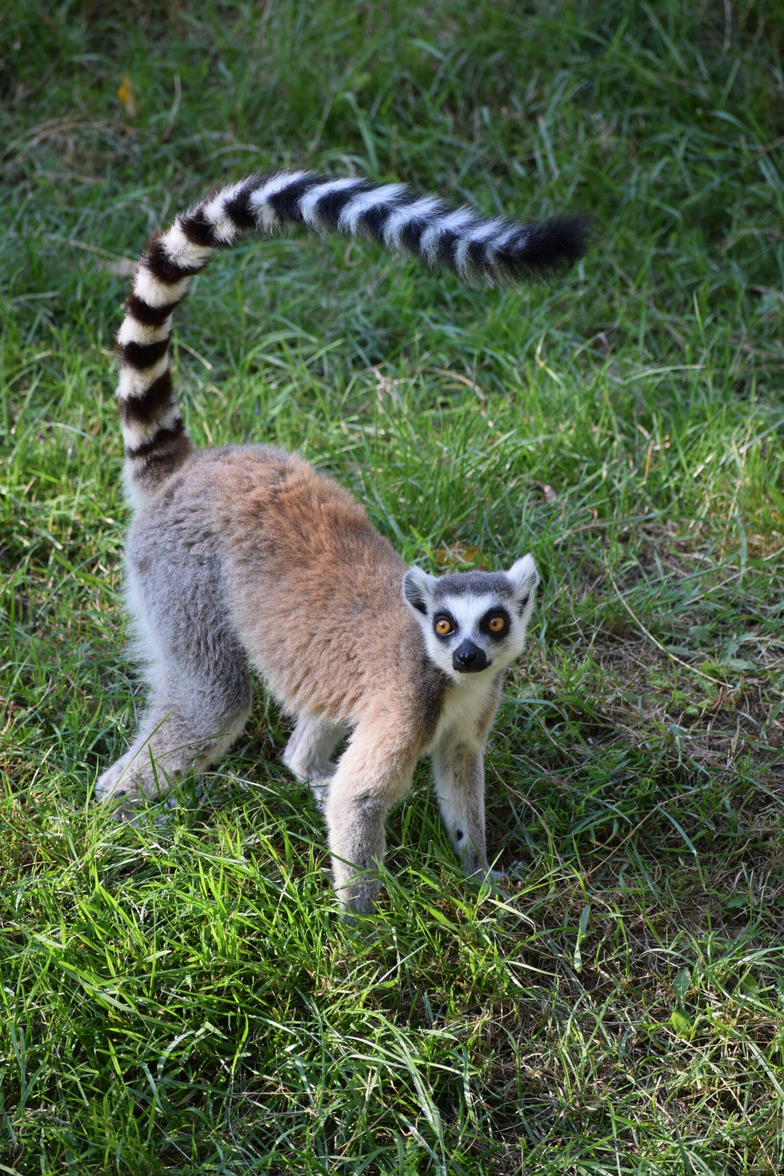 Nikon D3300 sample photo. Ringtail, maki, monkey photography