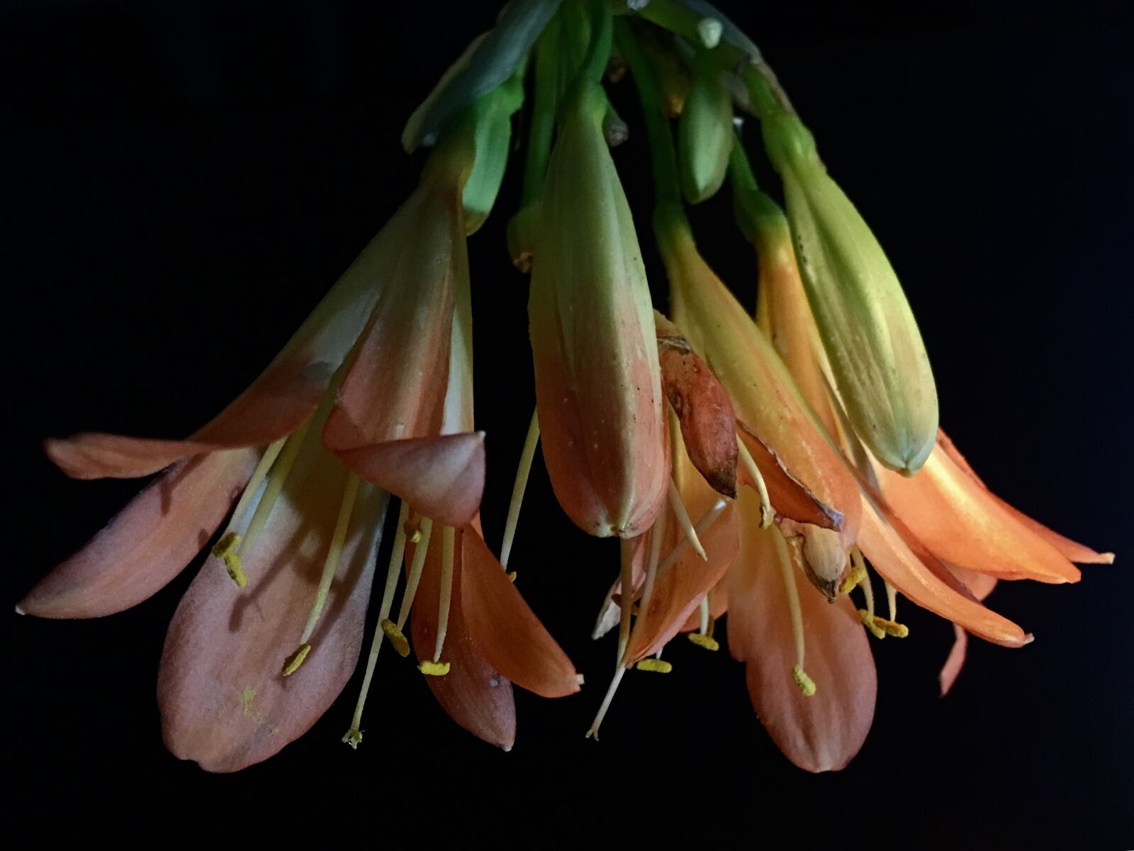 Apple iPhone 6s Plus sample photo. Orange flower, stamens, flower photography