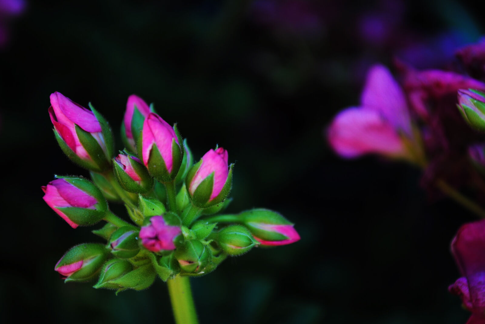 Nikon D3000 sample photo. Beautiful, flowers, flower, flower photography