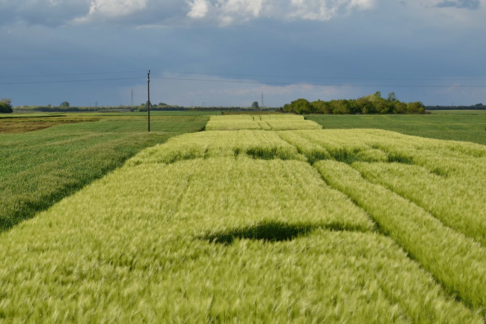 Nikon D5500 sample photo. Cereal, daylight, farming, farmland photography