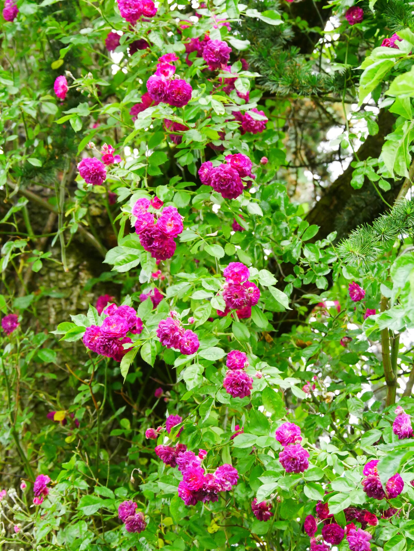 Panasonic Lumix DMC-GX85 (Lumix DMC-GX80 / Lumix DMC-GX7 Mark II) sample photo. Climbing rose, roses, romantic photography