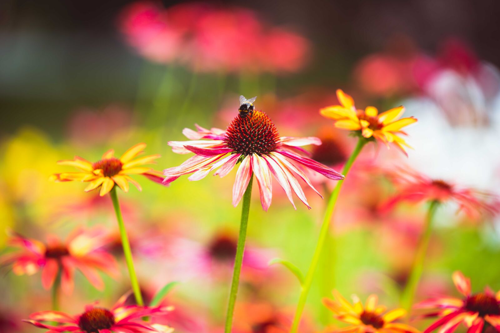 Nikon D750 sample photo. Summer, bee, insect photography