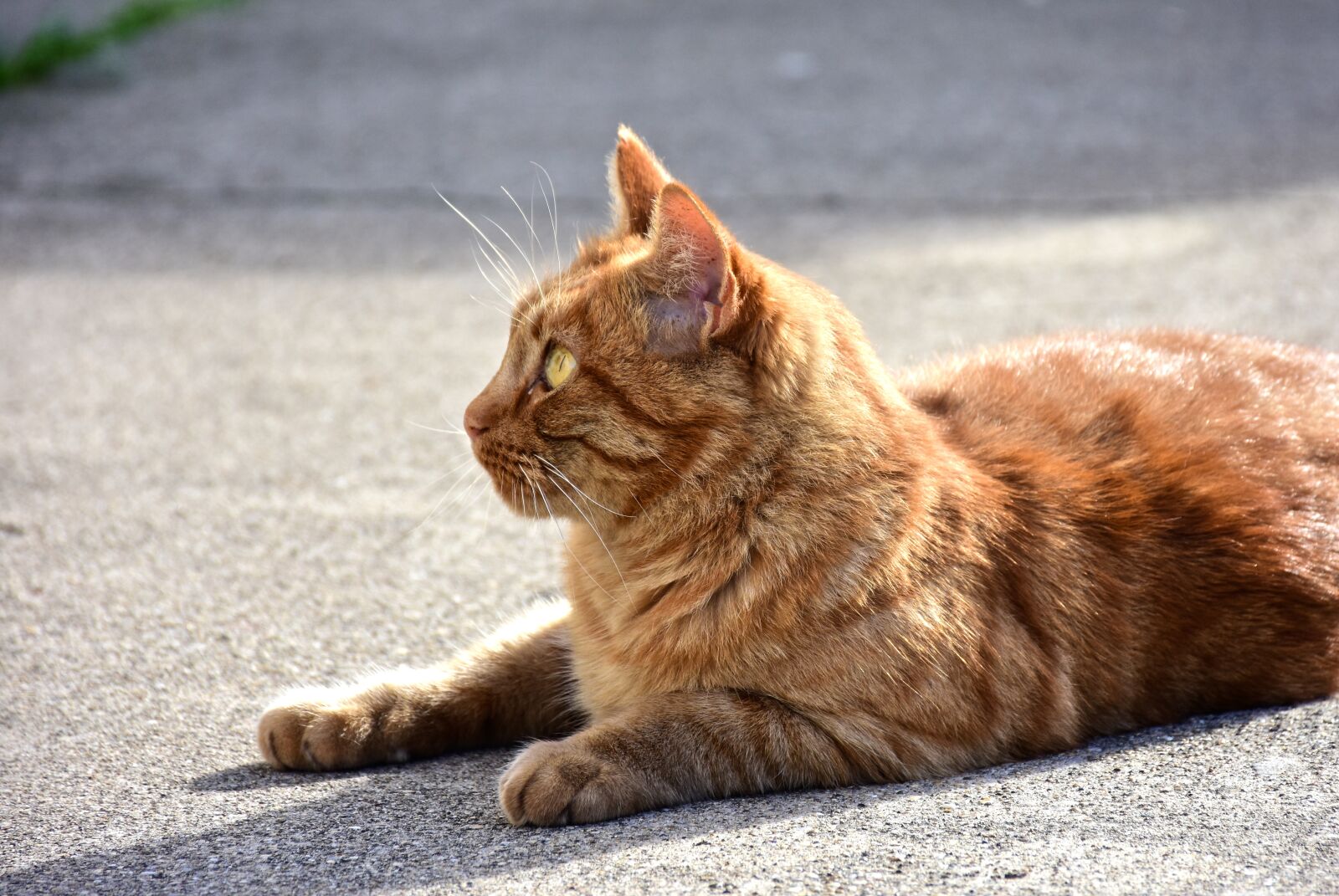 Nikon D7200 sample photo. Cat, feline, red photography