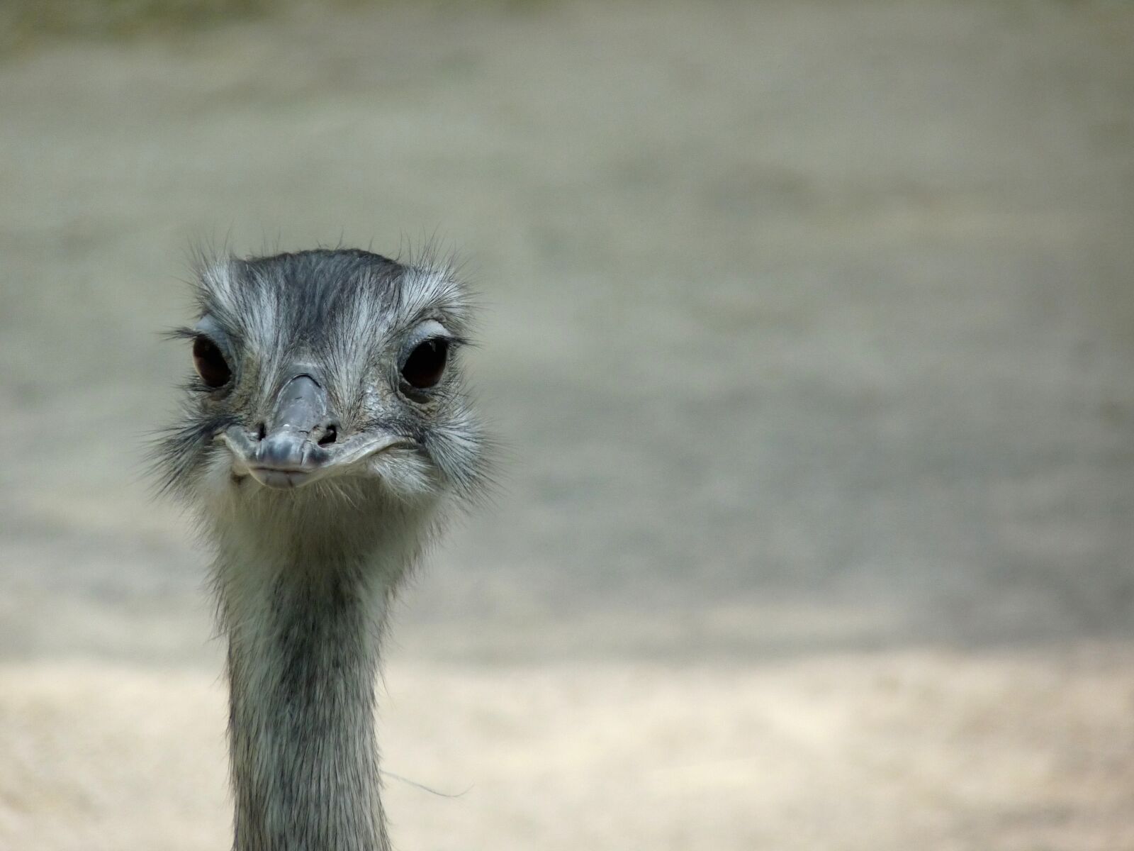 Panasonic Lumix DMC-FZ28 sample photo. Emu, bird, wild photography