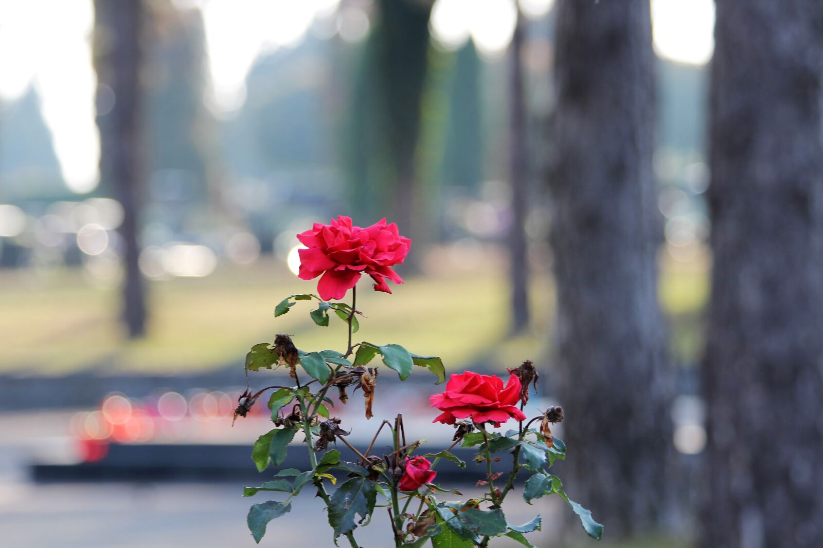 Canon EOS 600D (Rebel EOS T3i / EOS Kiss X5) sample photo. City cemetery zagreb, miro photography
