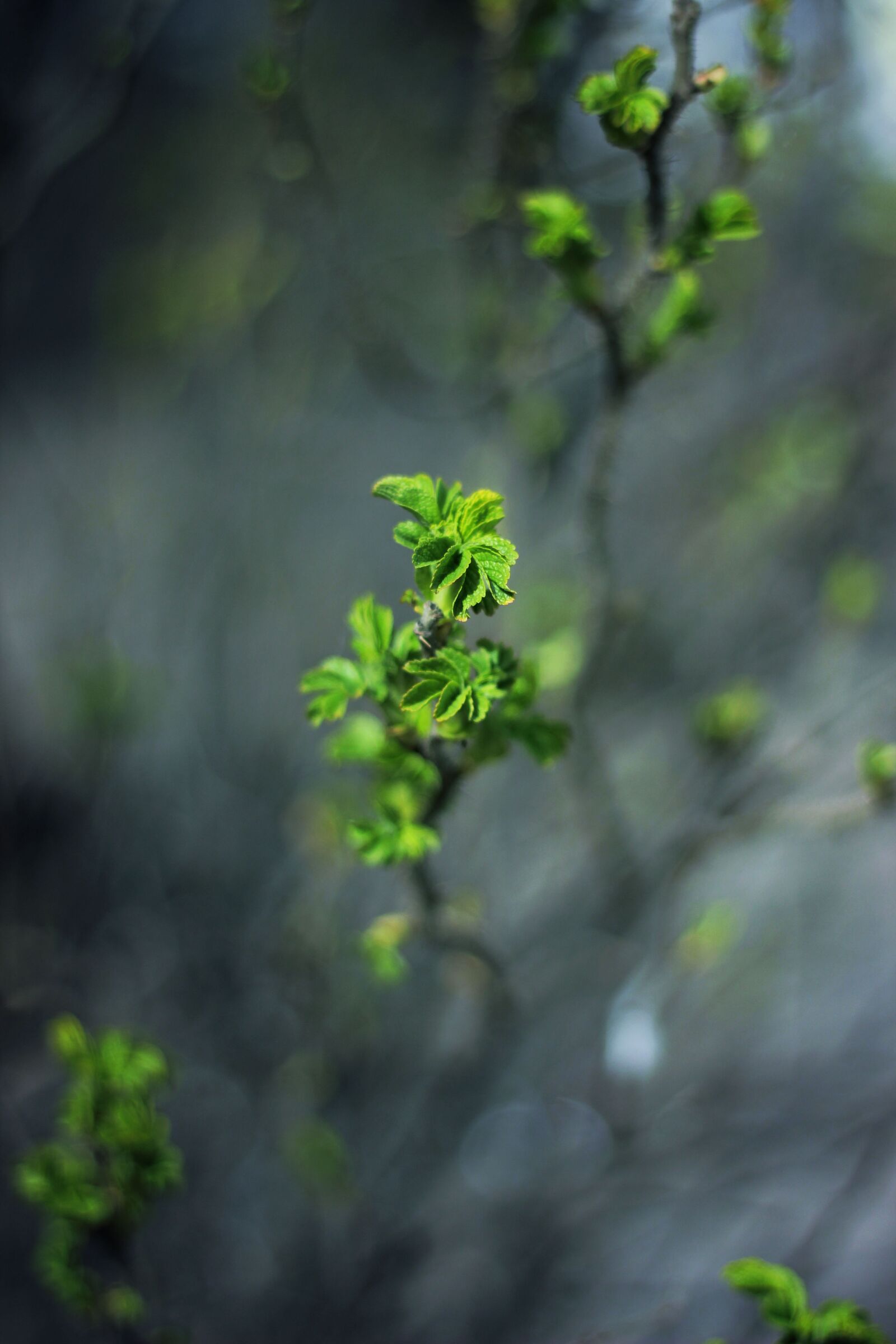 Canon EOS 600D (Rebel EOS T3i / EOS Kiss X5) + Canon EF 50mm F1.8 II sample photo. Green, leaf, plant photography