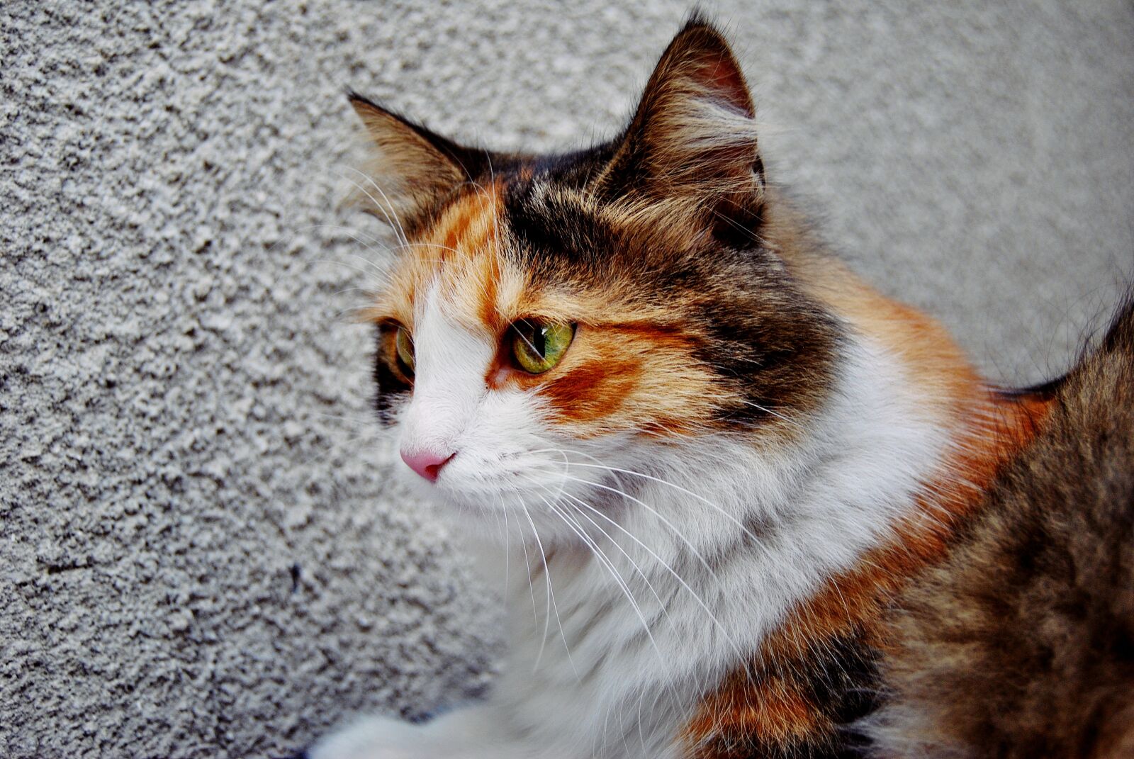 Nikon D3000 sample photo. Cat, portrait, animal photography