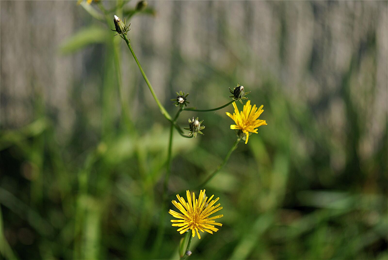 Nikon D80 sample photo. Flowers, fall dandelion, composites photography