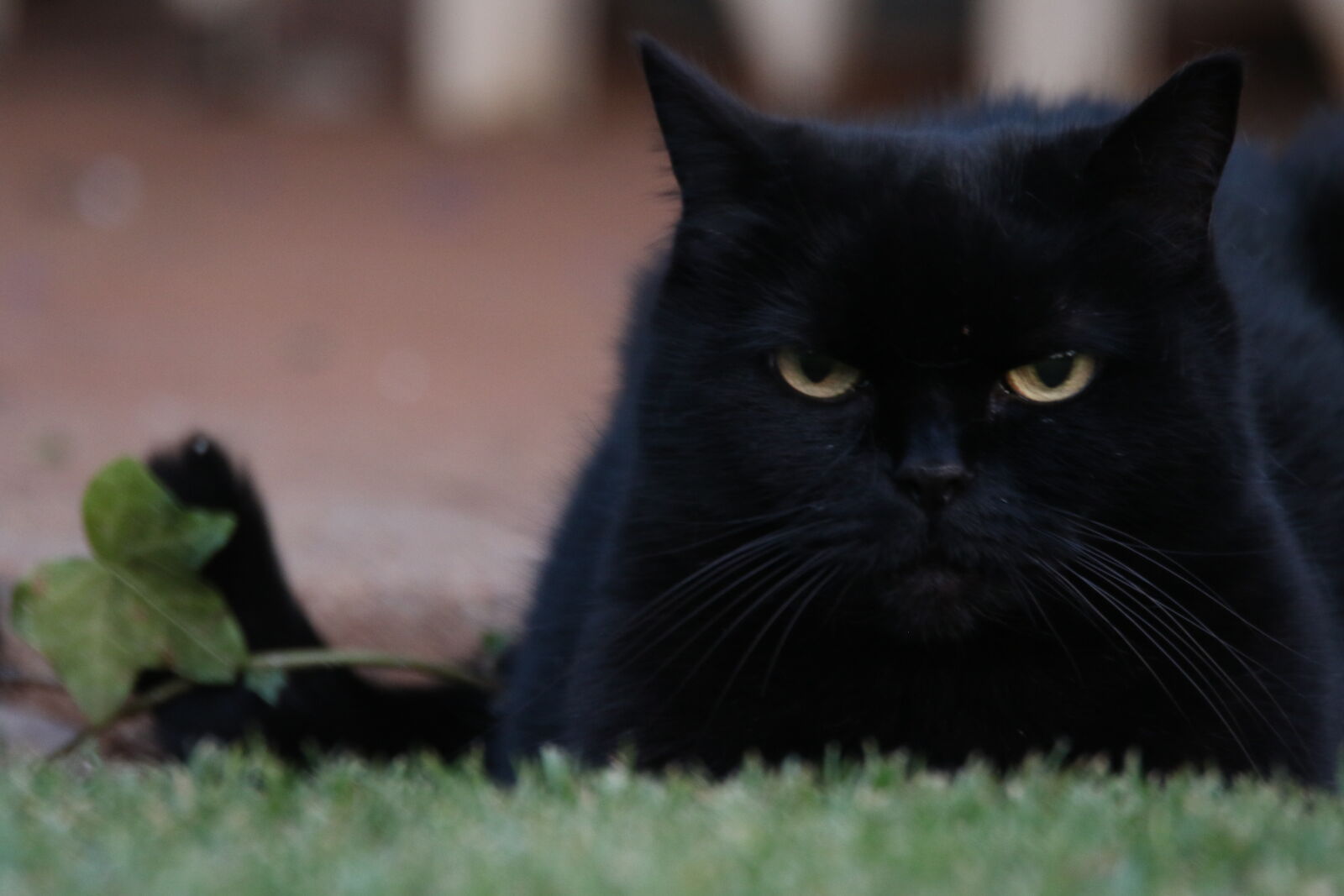Canon EOS 7D Mark II sample photo. Animal, black, cat, cat photography