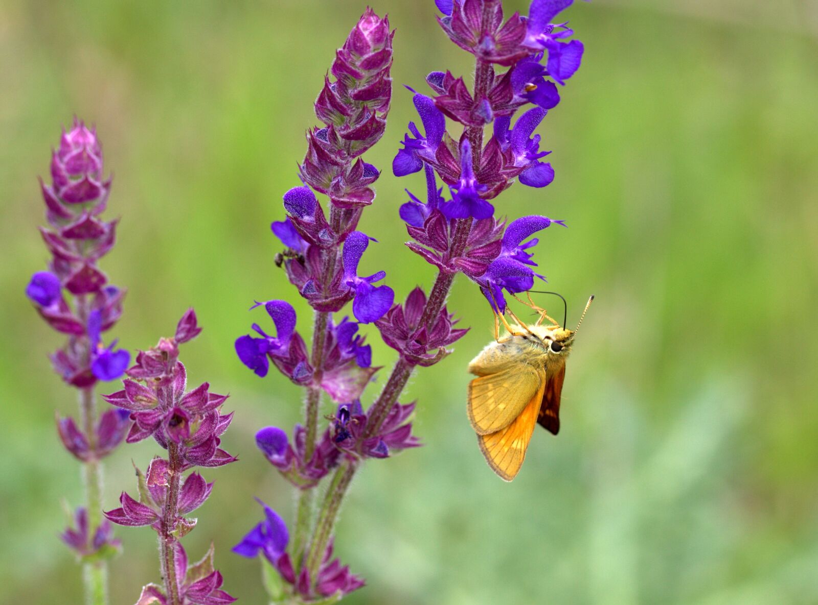 Canon EF-S 60mm F2.8 Macro USM sample photo. Butterfly, orange, flower photography
