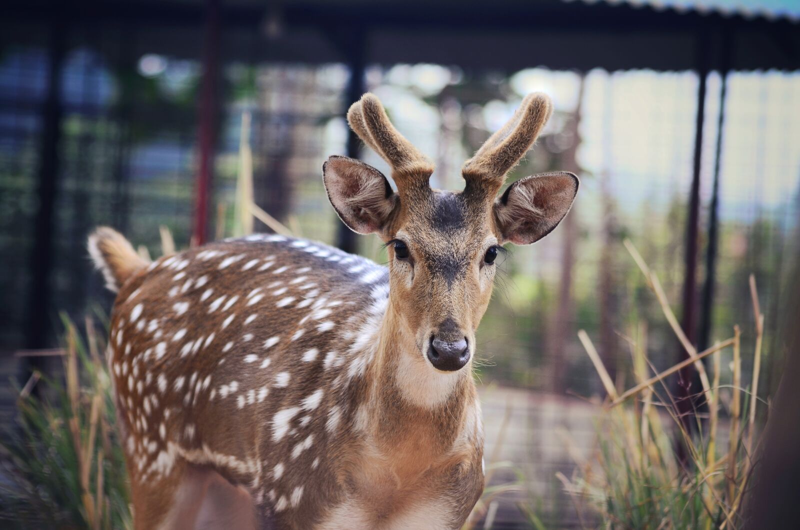 Nikon D5100 sample photo. Red, deer, animal photography