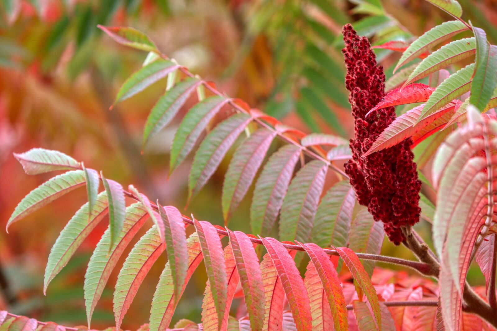 Canon EOS 80D sample photo. Colorful, nature, leaves photography
