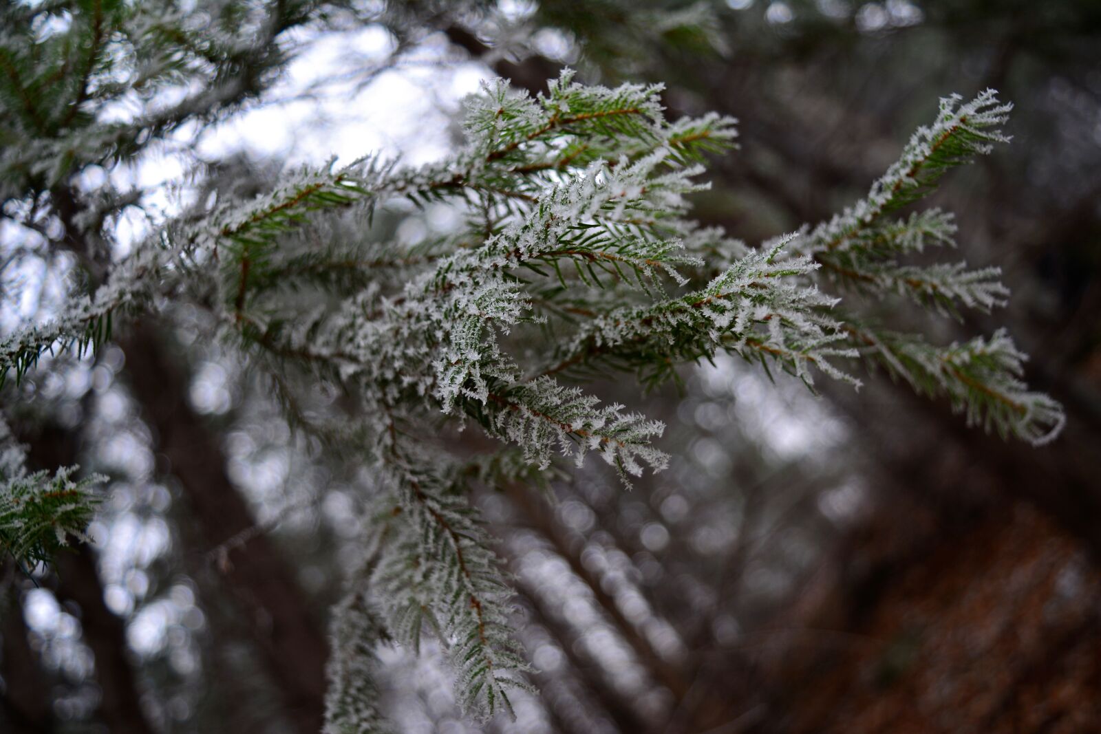 Nikon D5200 sample photo. Frost, winter, forest photography